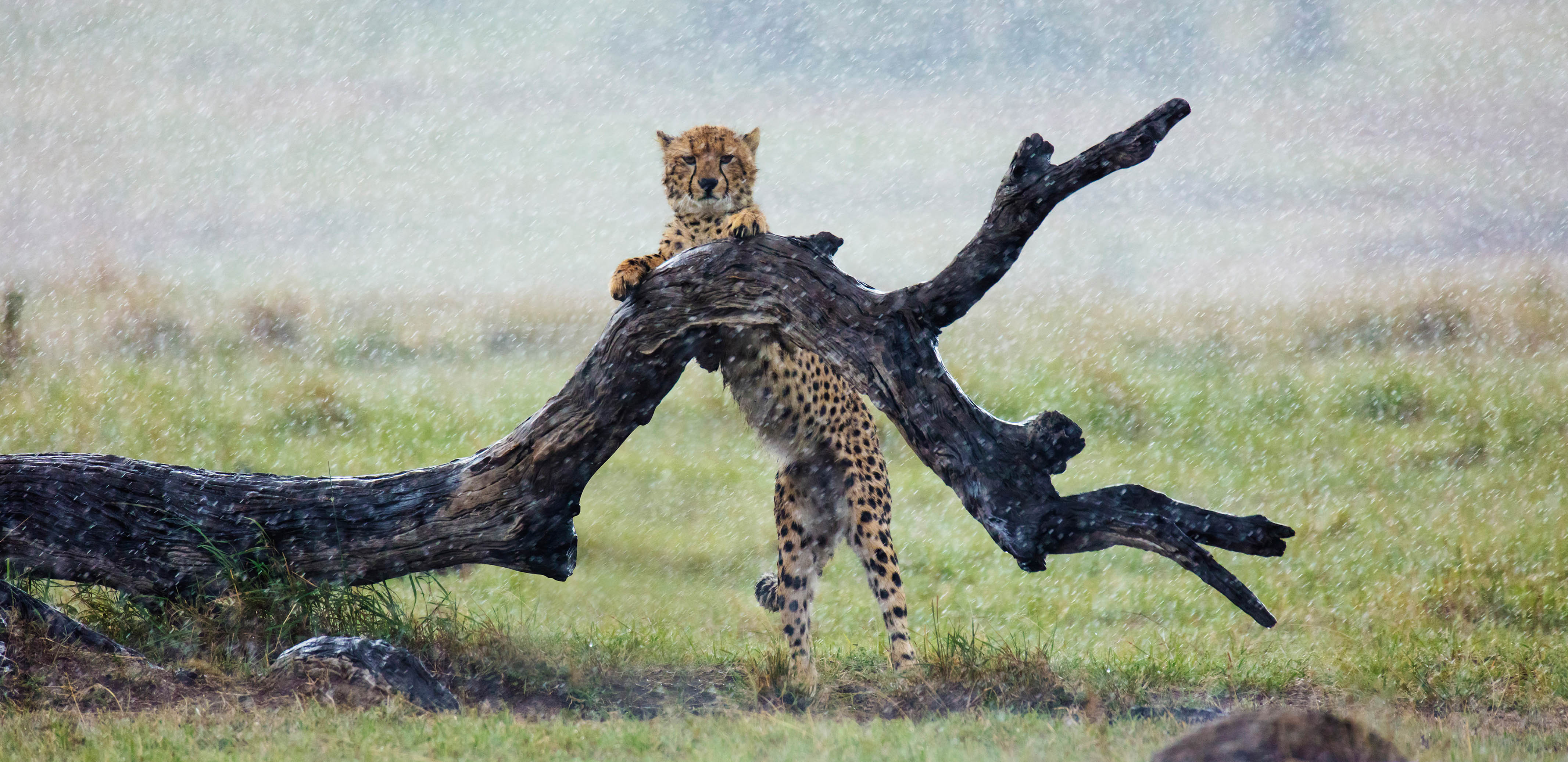 Cheetah standing on a log in heavy rain in Maasai mara as captured by photo tour leader ClementWild