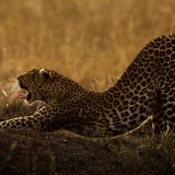 ClementWild, Lorian, Leopard, Maasai Mara