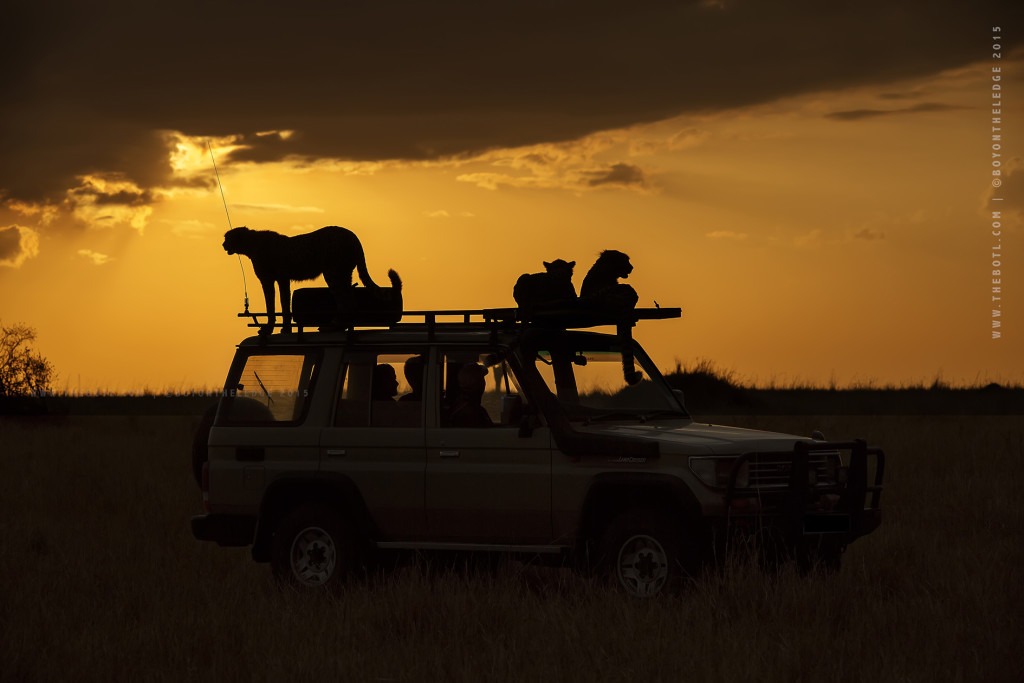 Photographic Safaris, Wildlife Photography, Golden Light, Big Cats