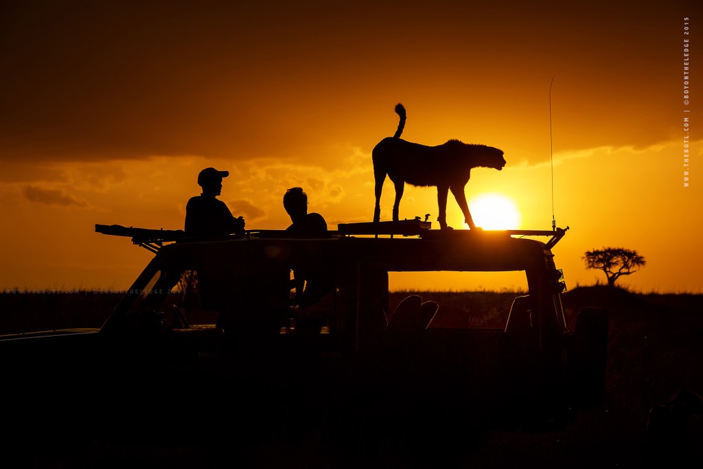 Photographic Safaris, Wildlife Photography, Golden Light, Big Cats