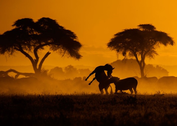 Silhouette of two Zebras playing in golden light as captured by wildlife photographer and tour leader ClementWild