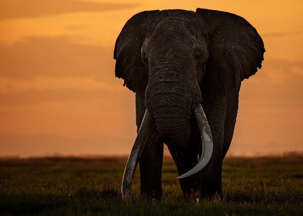 big tusker elephant shot in Amboseli Kenya by clement wild