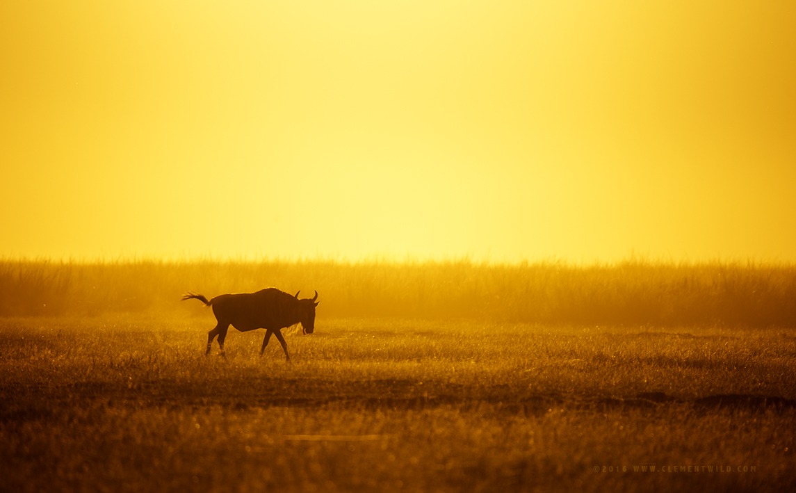 Photographic Safaris, Wildlife Photography