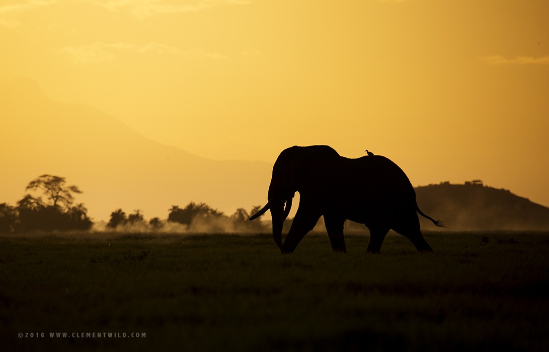 Photographic Safaris, Wildlife Photography