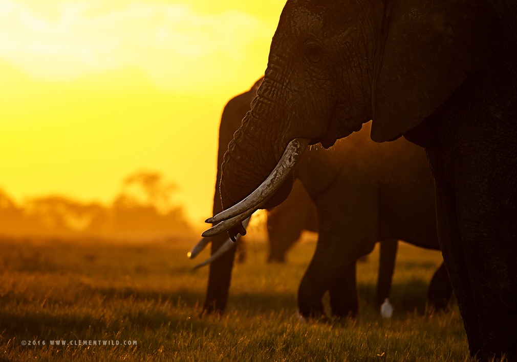 Photographic Safaris, Wildlife Photography