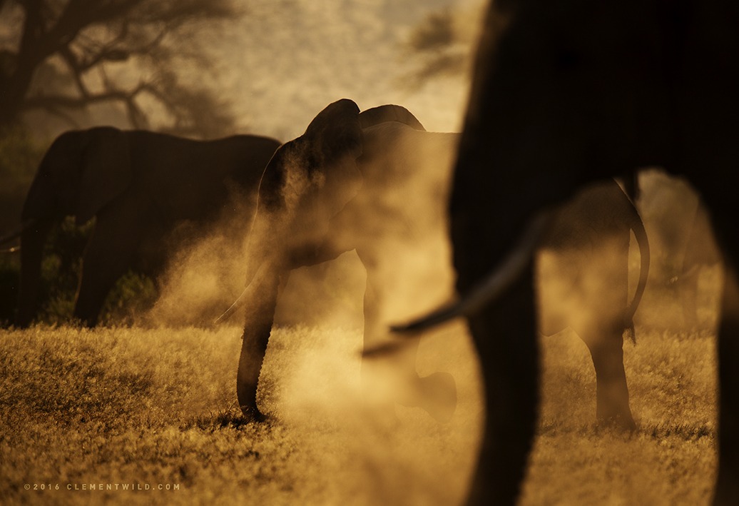 Photographic Safaris, Wildlife Photography