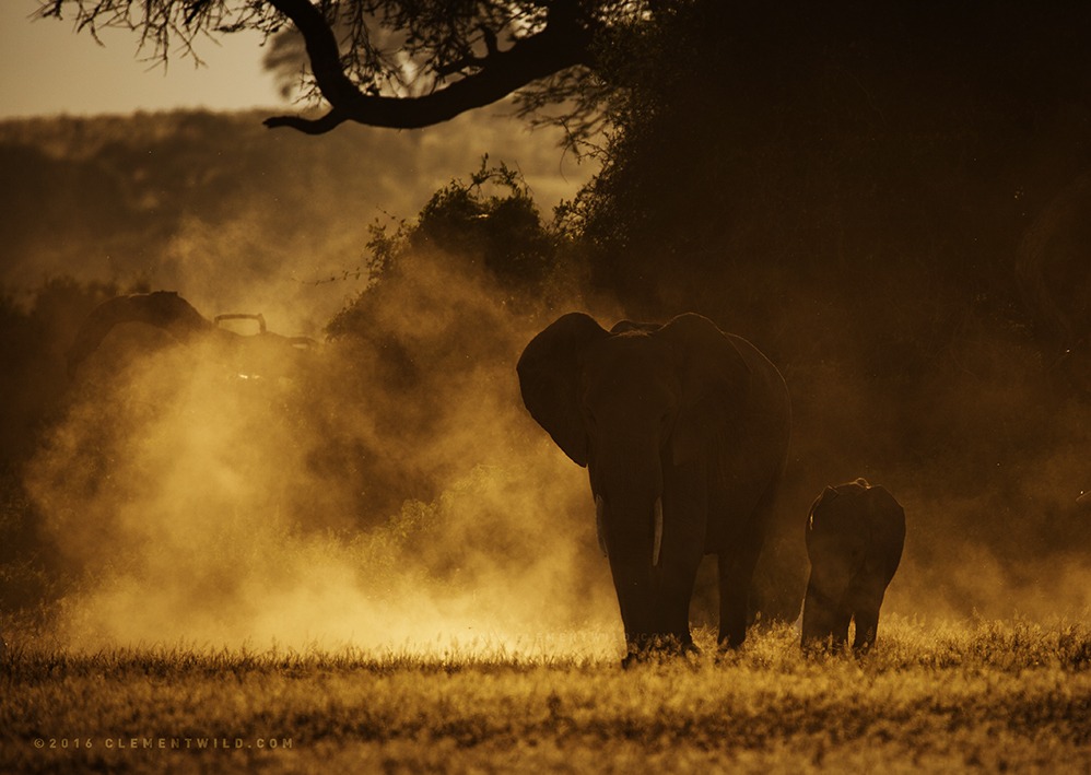 Photographic Safaris, Wildlife Photography