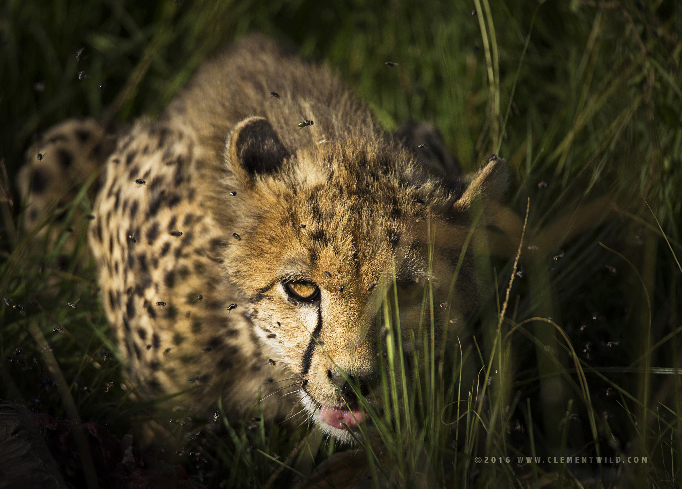 Big Cats, Masai Mara, Kenya, Wildlife Photography, Photographic Safaris, Clement Wild, Masai Mara