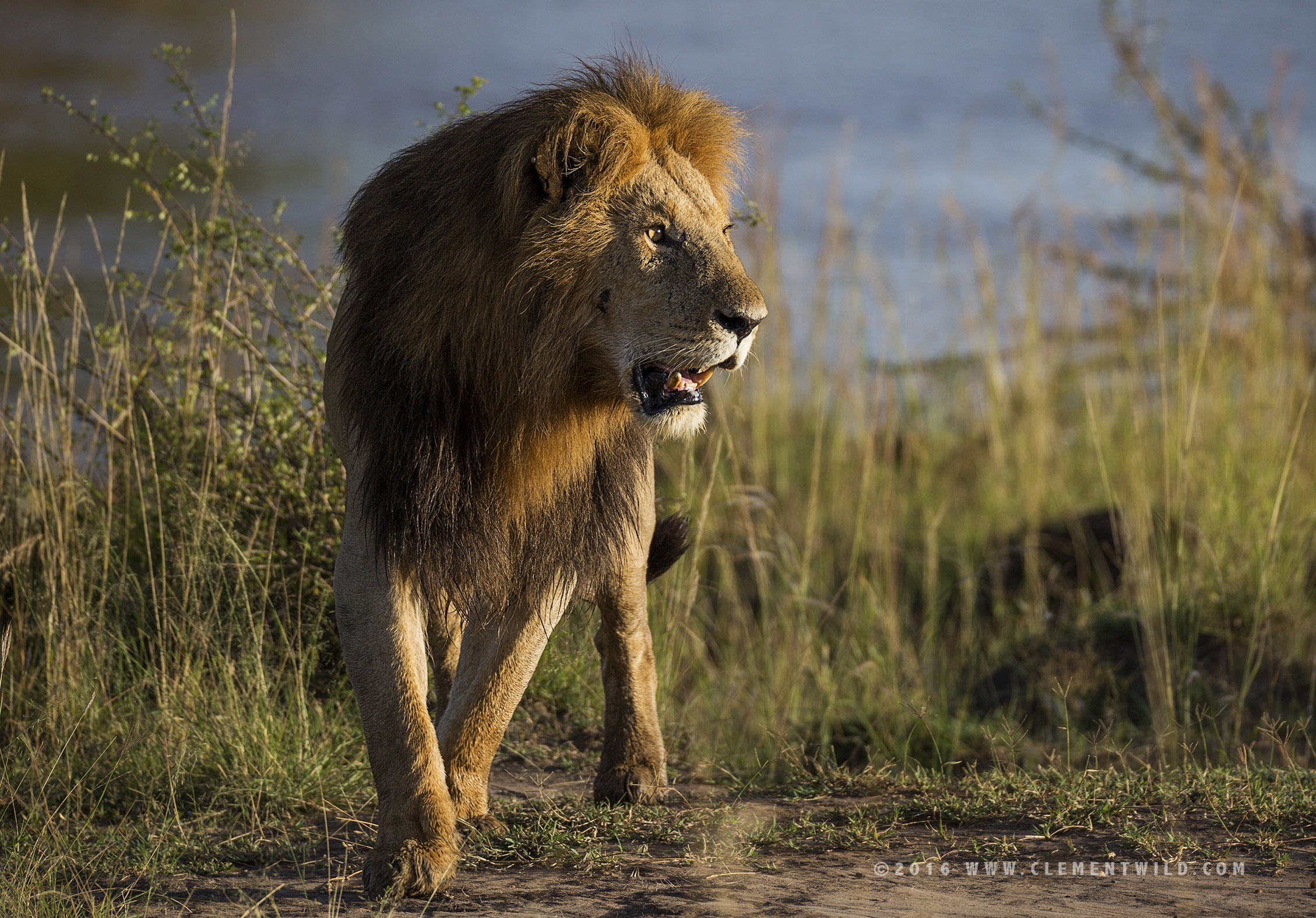 Big Cats, Cheetahs, Masai Mara, Kenya, Wildlife Photography, Photographic Safaris, Clement Wild, Lion