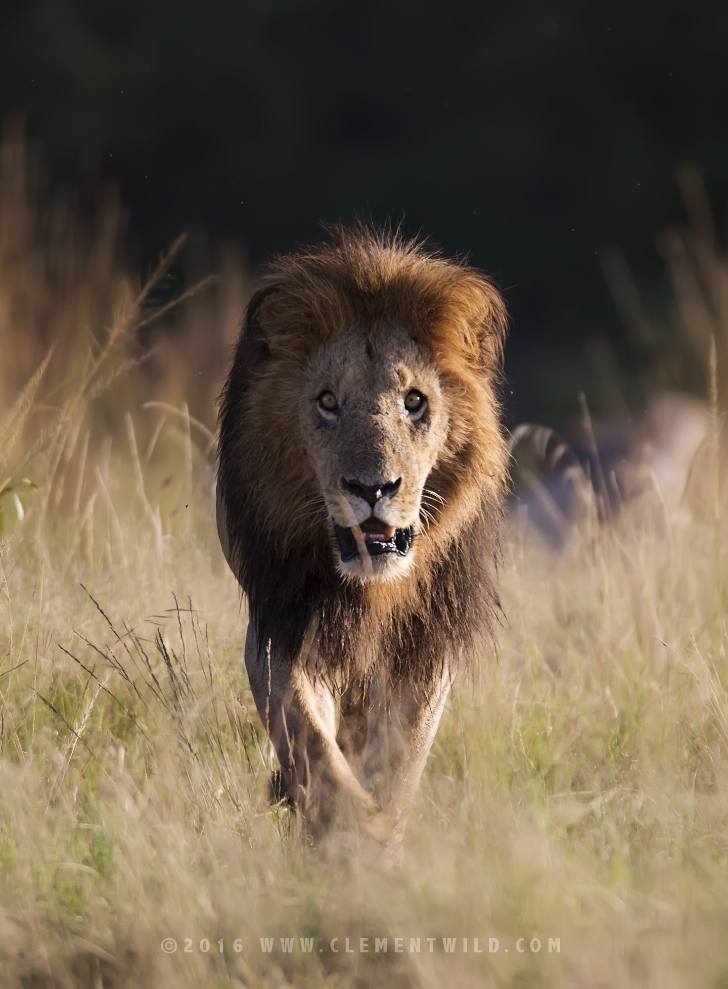 Big Cats, Cheetahs, Masai Mara, Kenya, Wildlife Photography, Photographic Safaris, Clement Wild, Lion