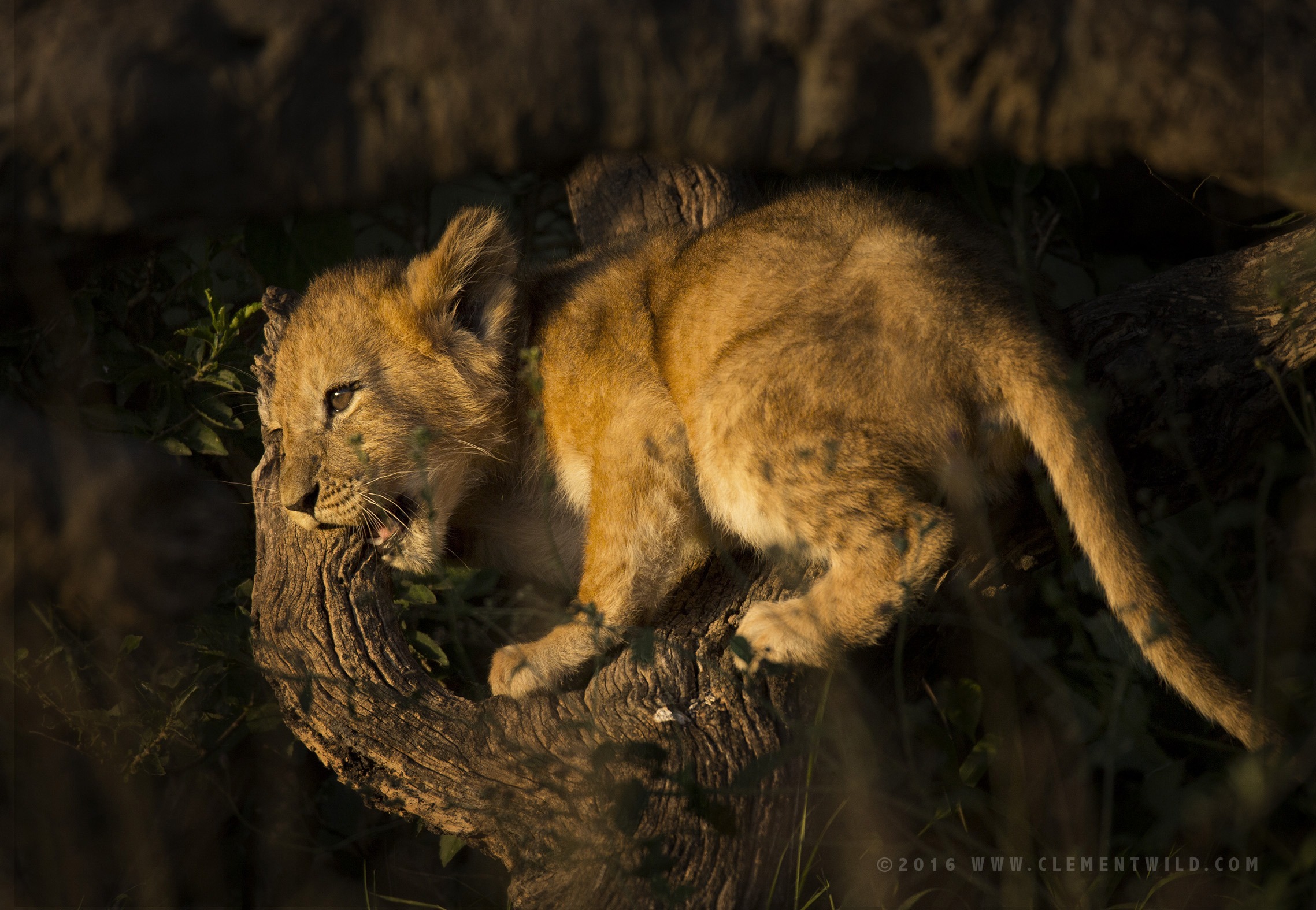 Big Cats, Cheetahs, Masai Mara, Kenya, Wildlife Photography, Photographic Safaris, Clement Wild