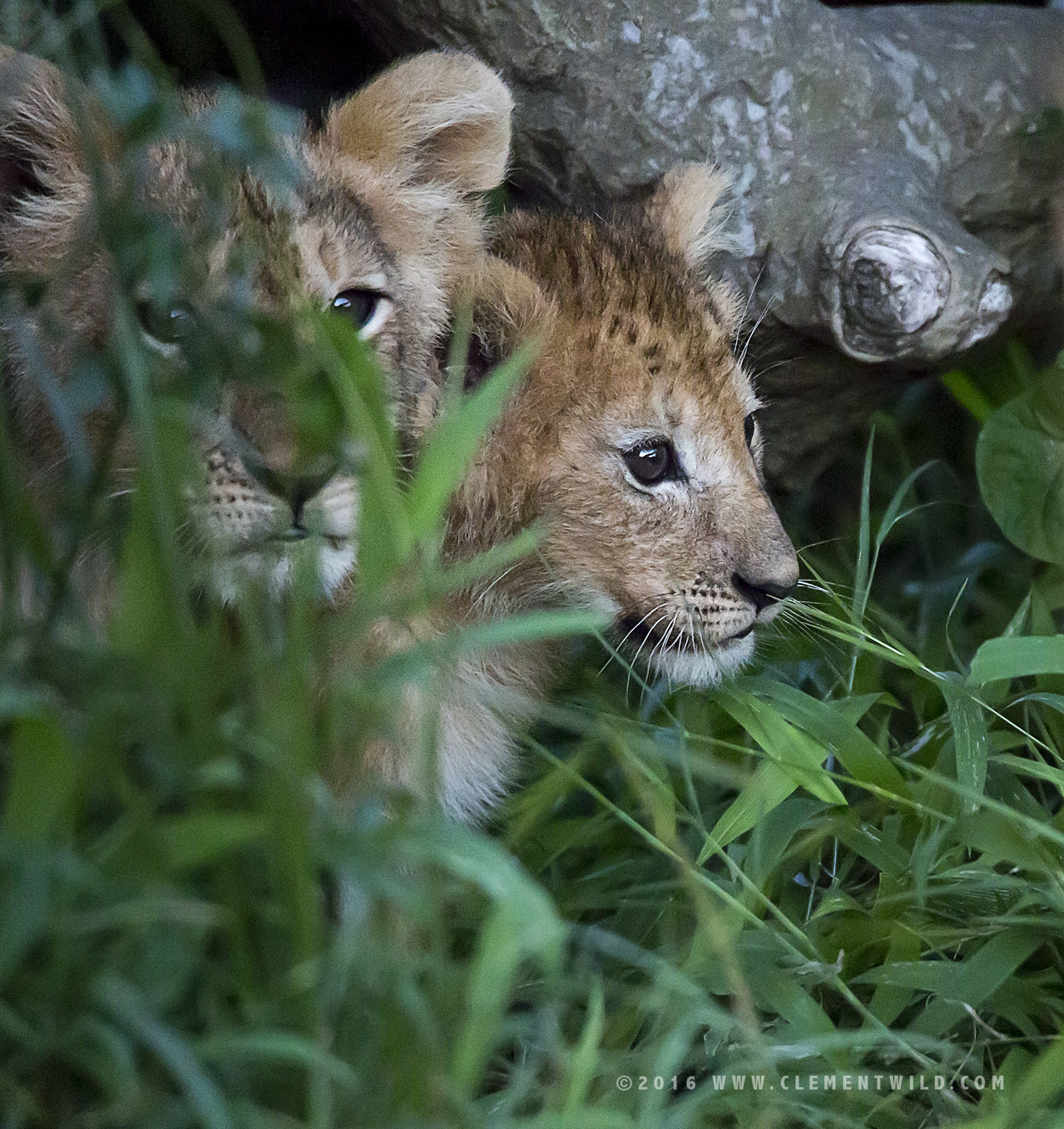 Big Cats, Cheetahs, Masai Mara, Kenya, Wildlife Photography, Photographic Safaris, Clement Wild