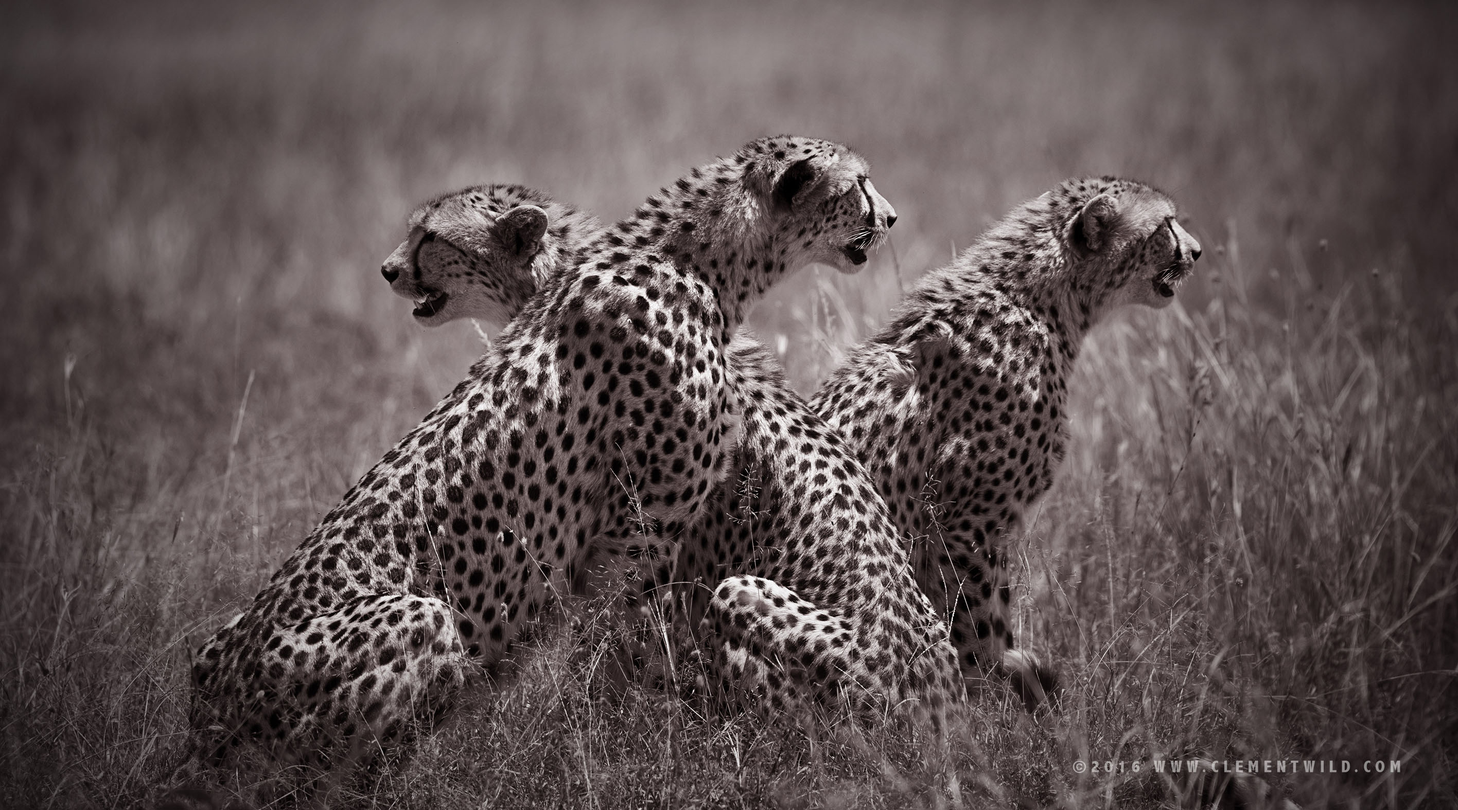 Big Cats, Cheetahs, Masai Mara, Kenya, Wildlife Photography, Photographic Safaris, Clement Wild, Masai Mara