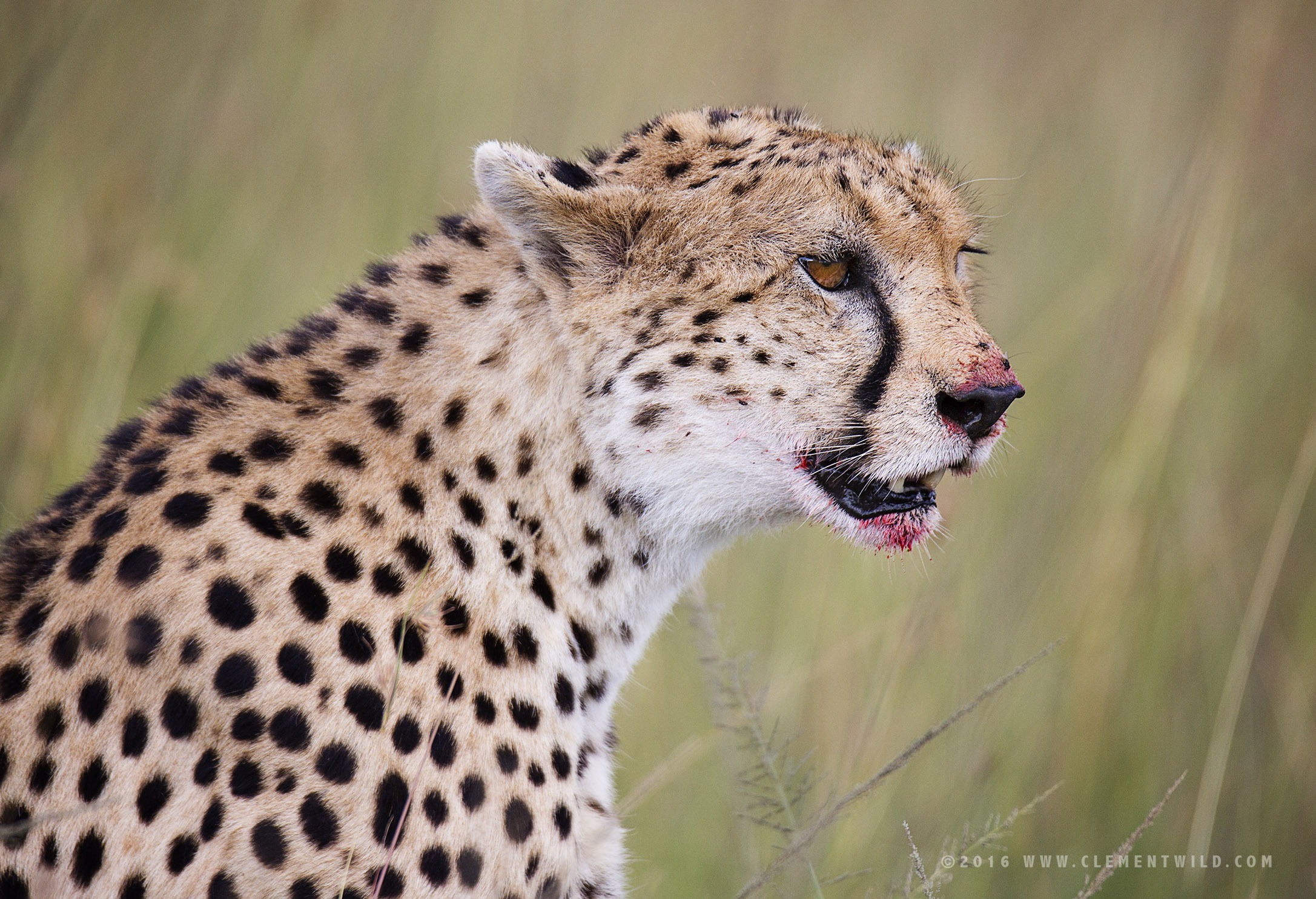 Big Cats, Wildlife Photography, Photographic Safaris, Clement Wild, Masai Mara