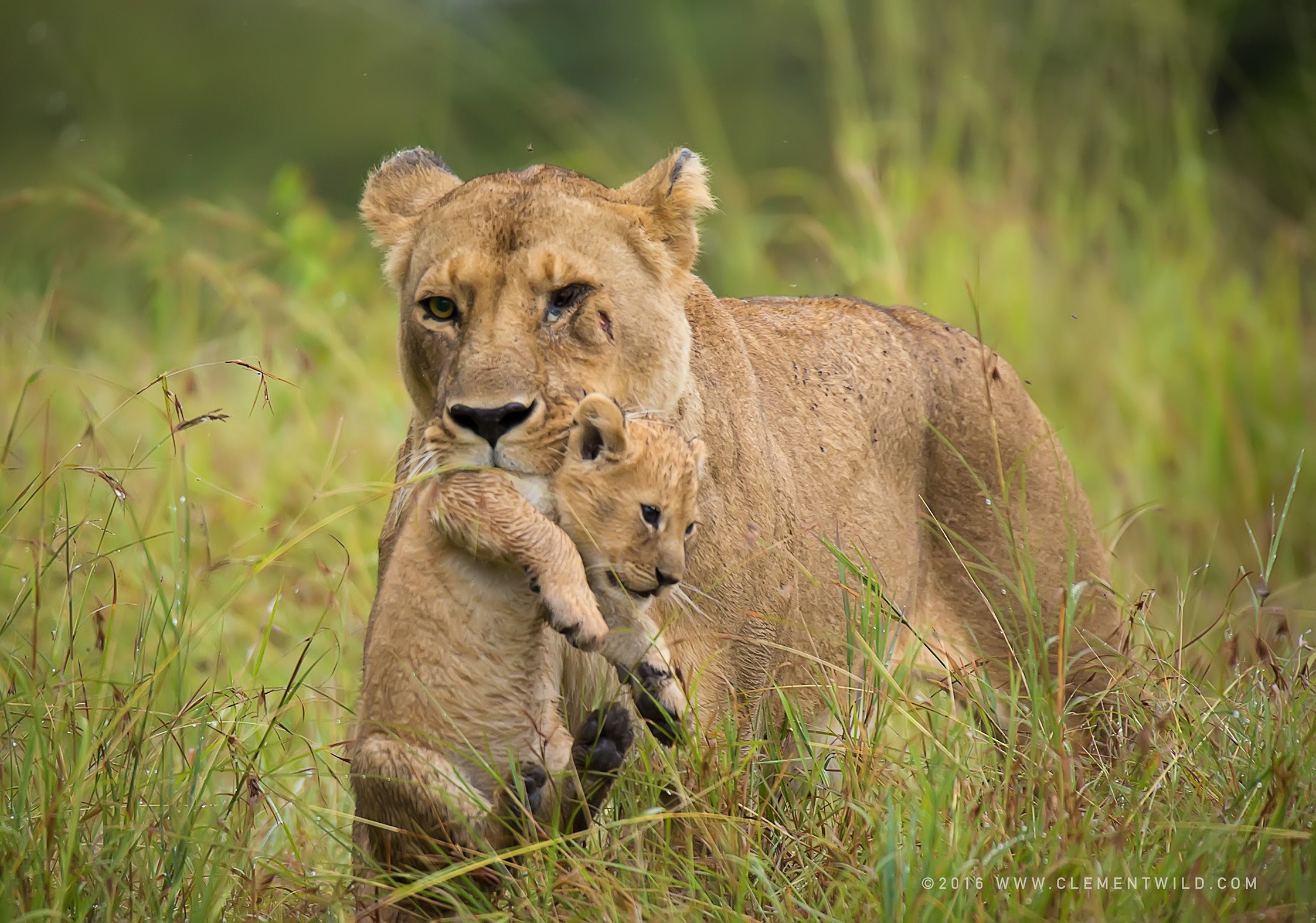  Wildlife Photography, Photographic Safaris, Clement Wild, Masai Mara, Big Cats, Lions