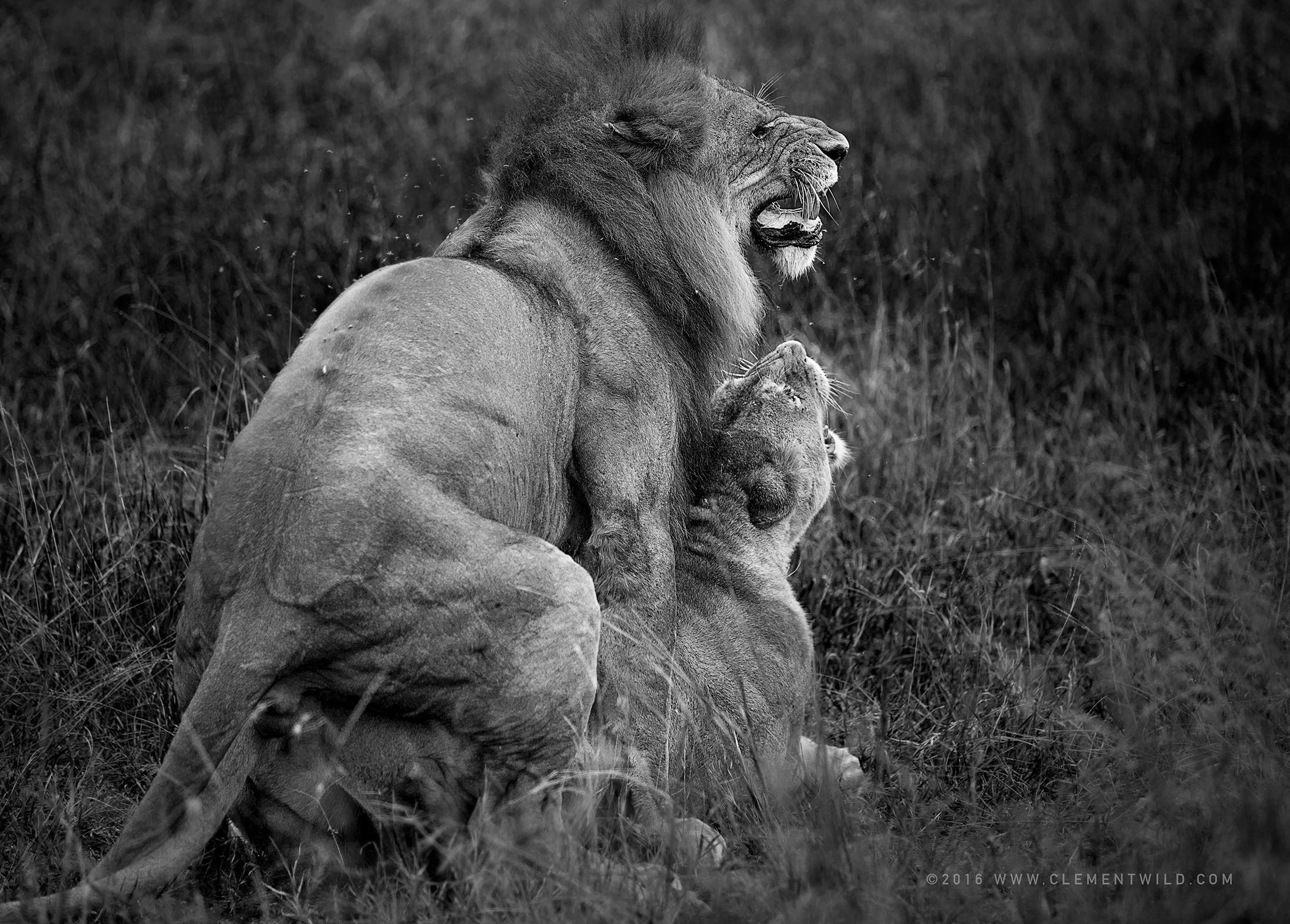 Great Wildebeest Migration, Wildlife Photography, Photographic Safaris, Clement Wild, Masai Mara