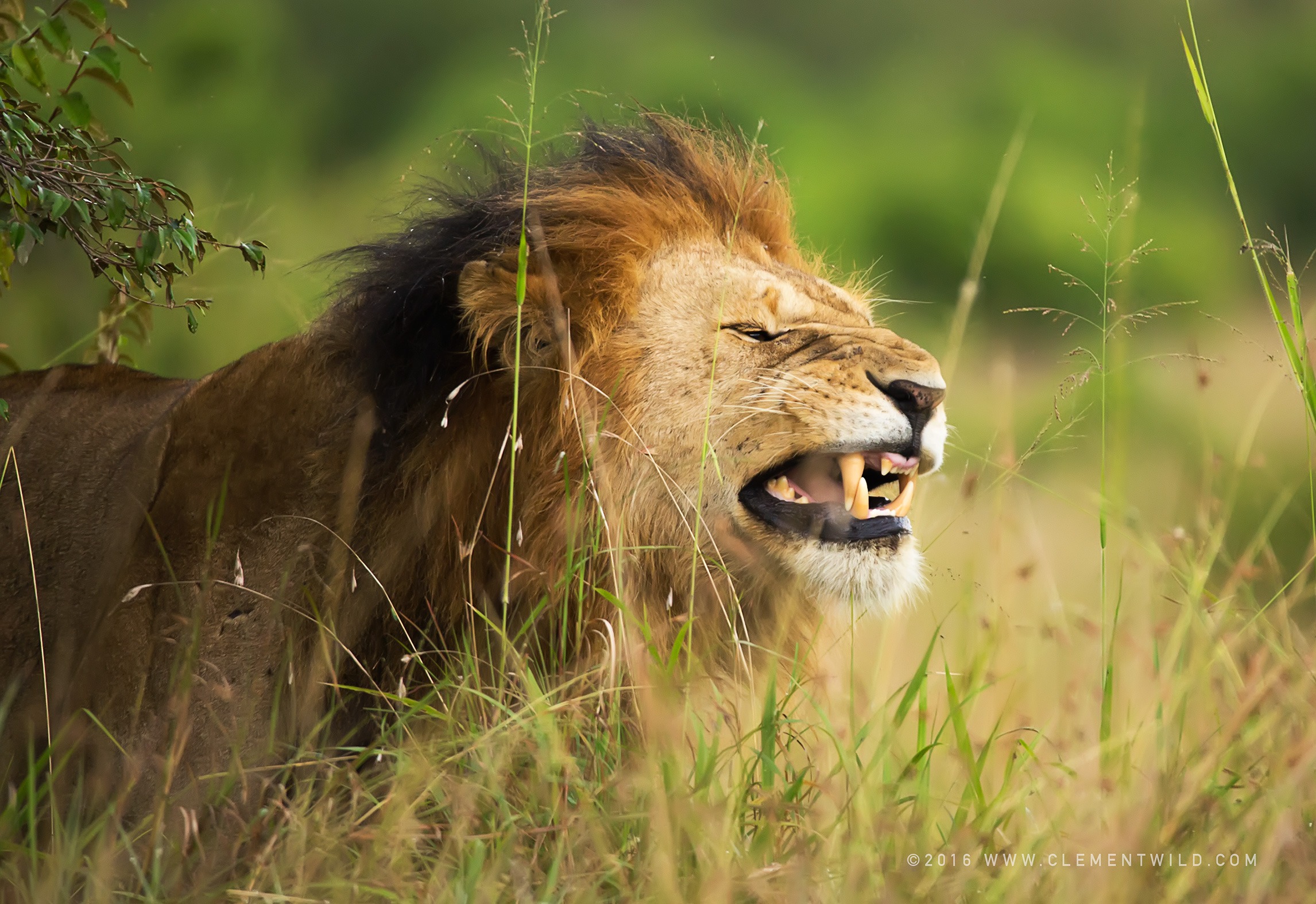 Great Wildebeest Migration, Wildlife Photography, Photographic Safaris, Clement Wild, Masai Mara