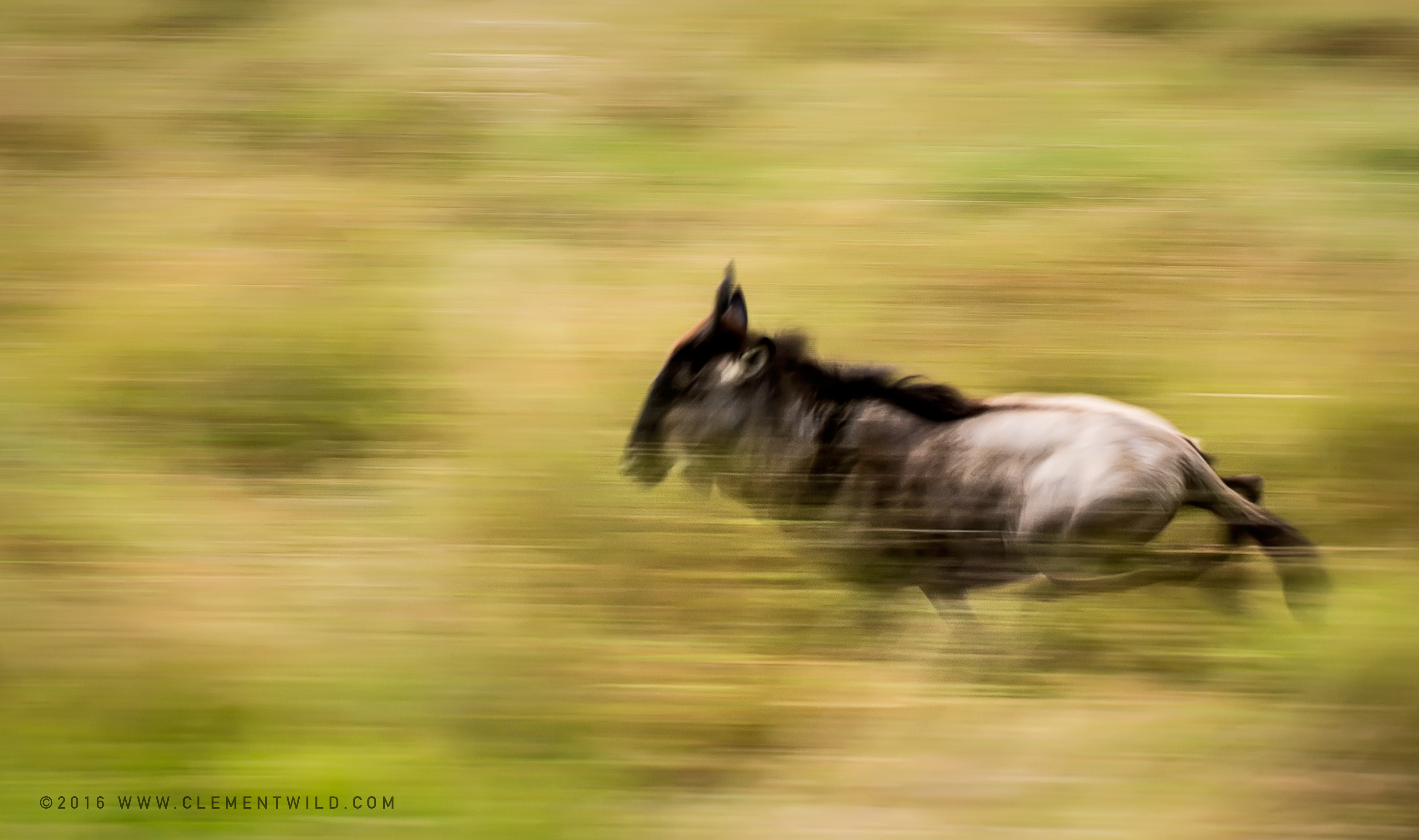 Great Wildebeest Migration, Wildlife Photography, Photographic Safaris, Clement Wild, Masai Mara