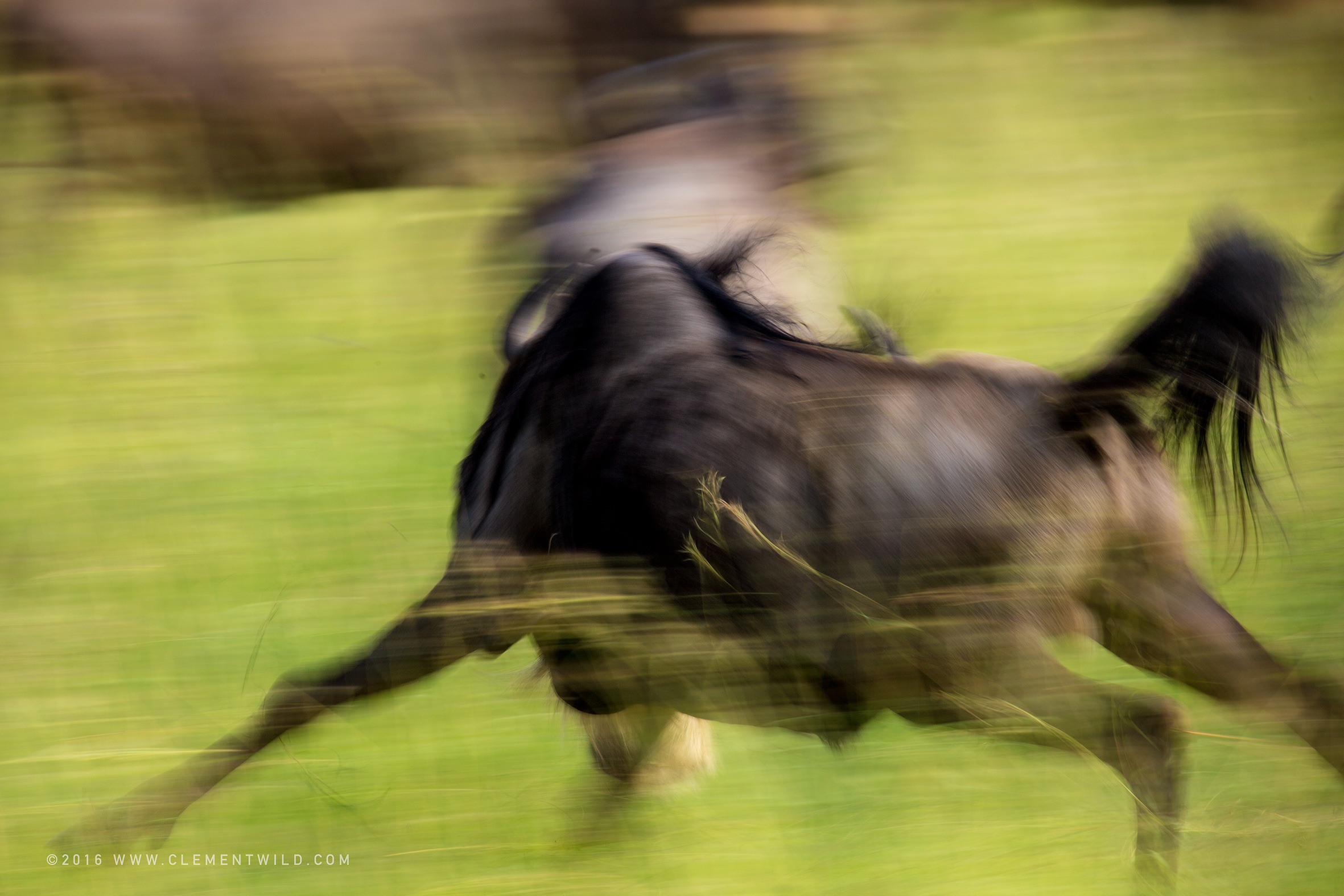 Great Wildebeest Migration, Wildlife Photography, Photographic Safaris, Clement Wild, Masai Mara