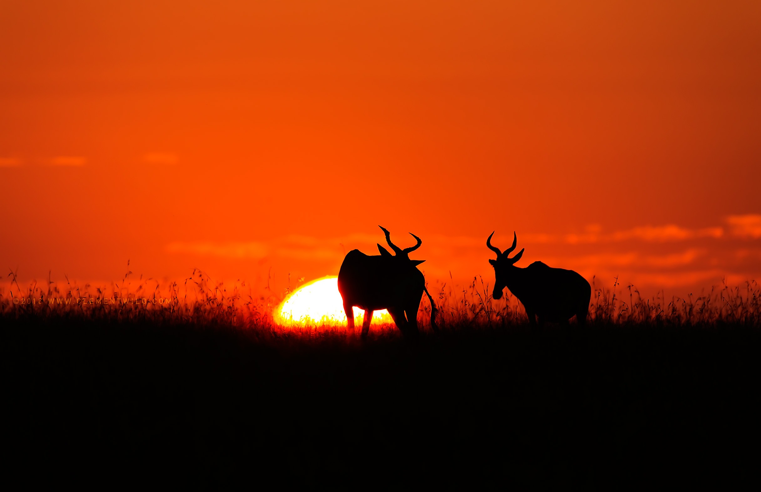 The Mara Sunset, Wildlife Photography, Photographic Safaris, Clement Wild, Masai Mara, Golden Light