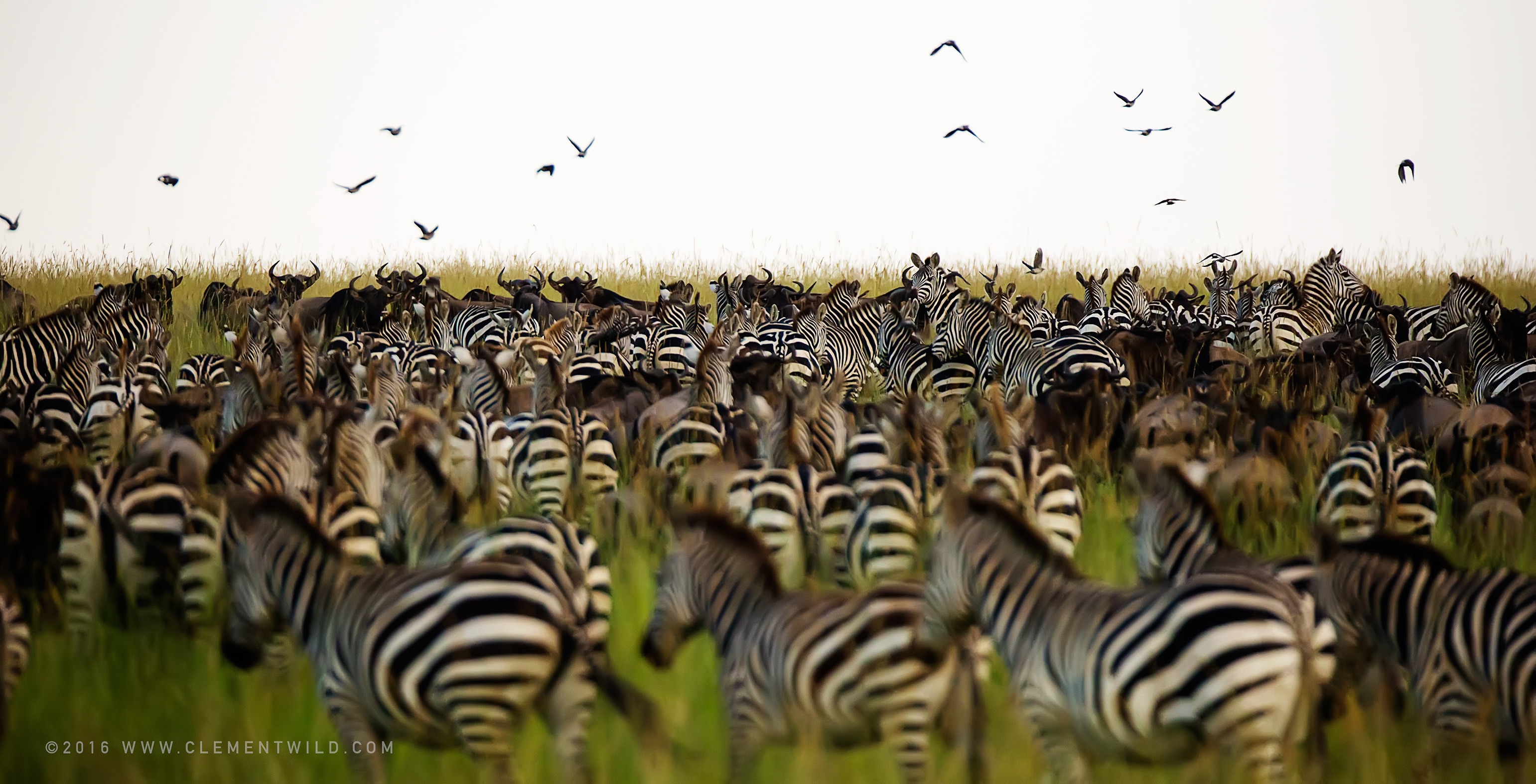 Great Wildebeest Migration, Wildlife Photography, Photographic Safaris, Clement Wild, Masai Mara