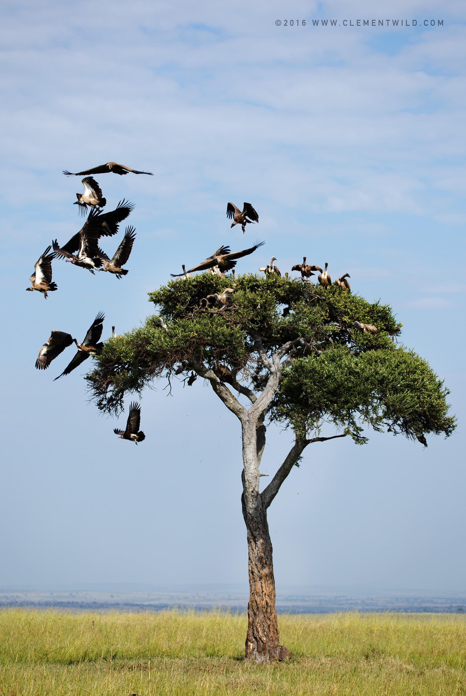 Great Wildebeest Migration, Wildlife Photography, Photographic Safaris, Clement Wild, Masai Mara