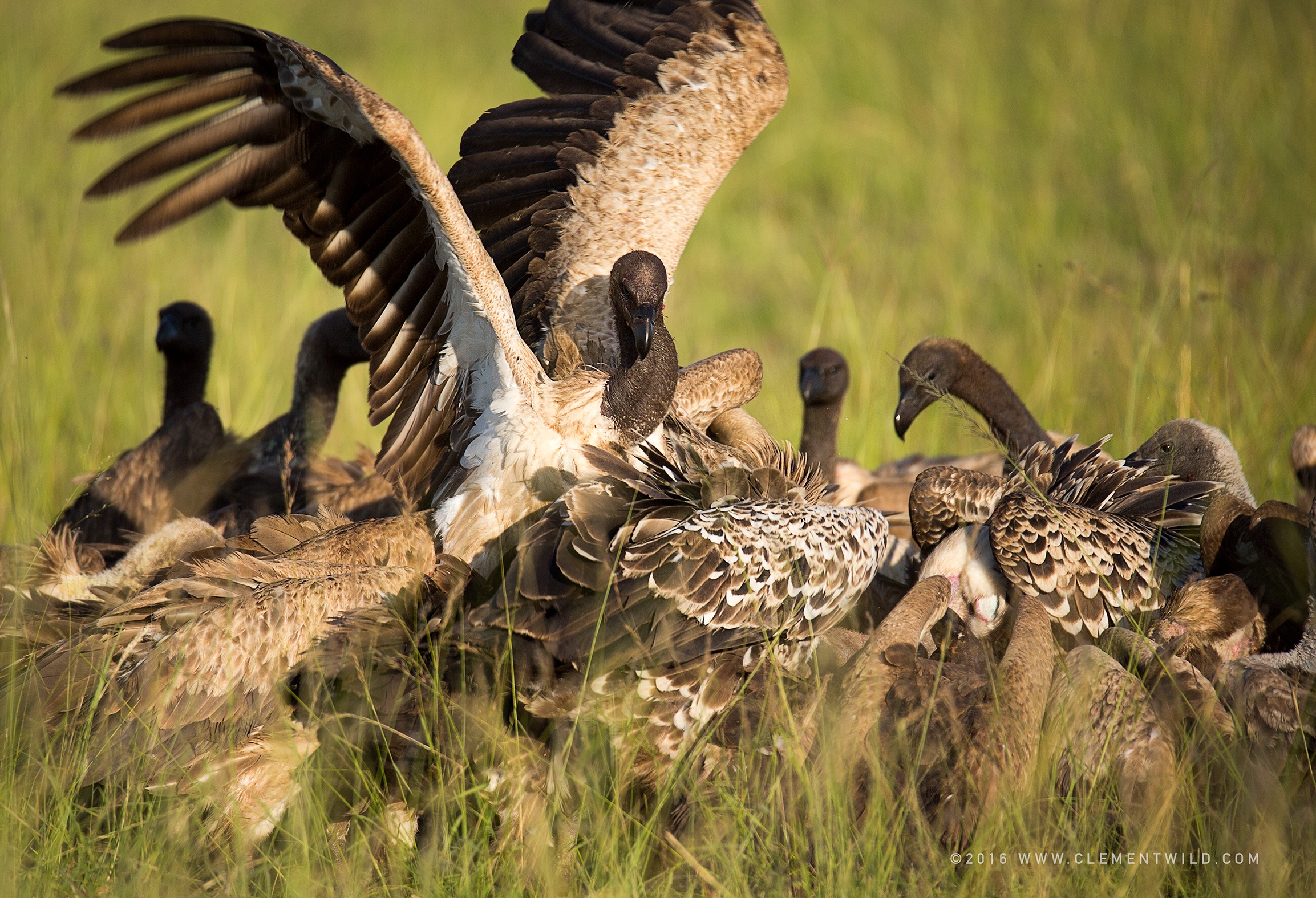 Great Wildebeest Migration, Wildlife Photography, Photographic Safaris, Clement Wild, Masai Mara