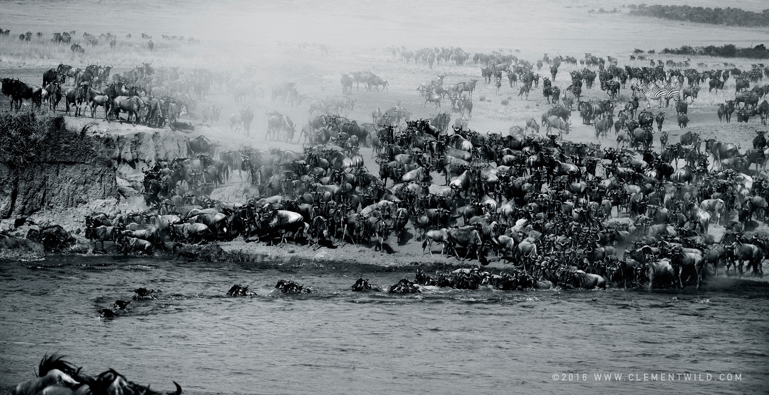 Wildlife Lovers, The Great Wildebeest Migration, Wildlife Photography, Photographic Safaris, Guided Safaris, Masai Mara, Nairobi, Kenya, Clement Wild