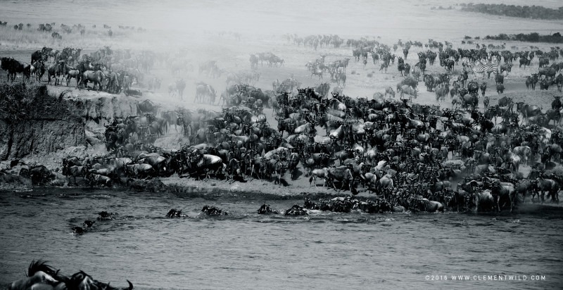 Hundreds of wilderbeests gather at the mara river during the great wildebeest migration as captured by photo tour leader Clement Wild