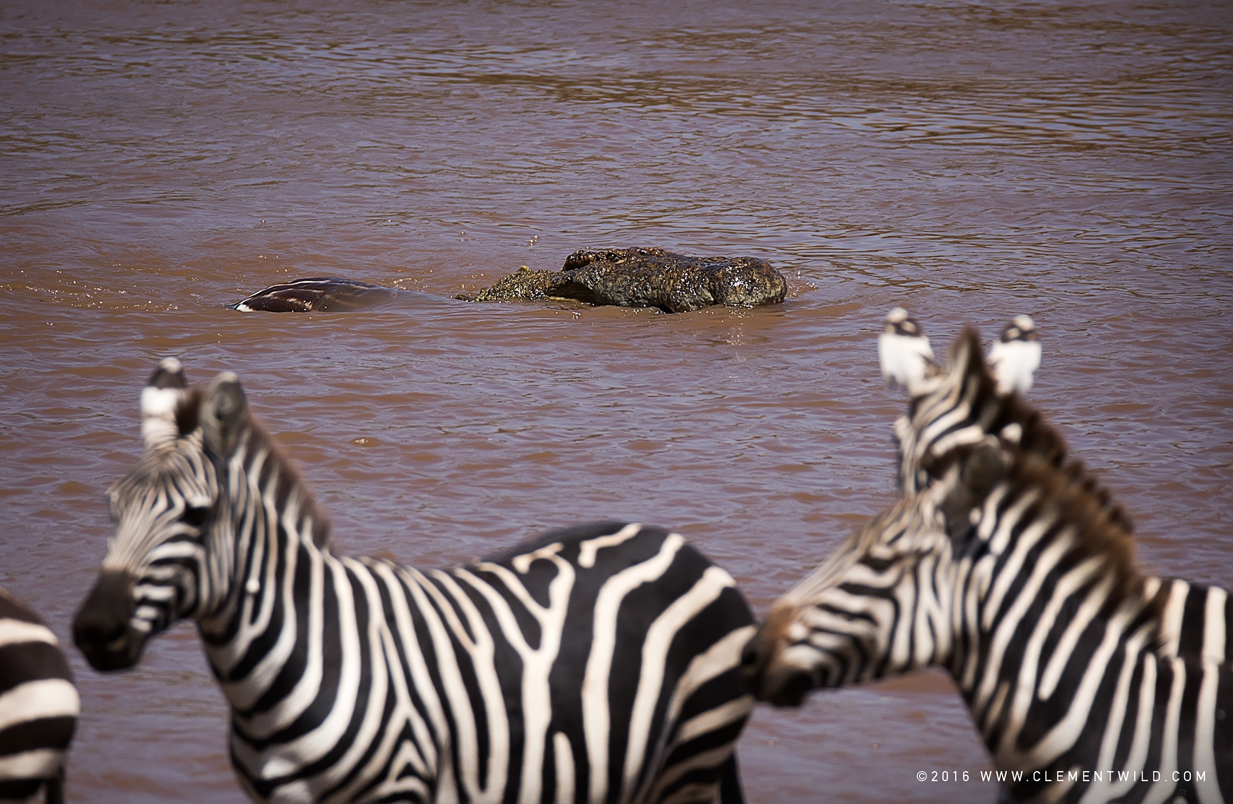 Wildlife Lovers, The Great Wildebeest Migration, Wildlife Photography, Photographic Safaris, Guided Safaris, Masai Mara, Nairobi, Kenya, Clement Wild