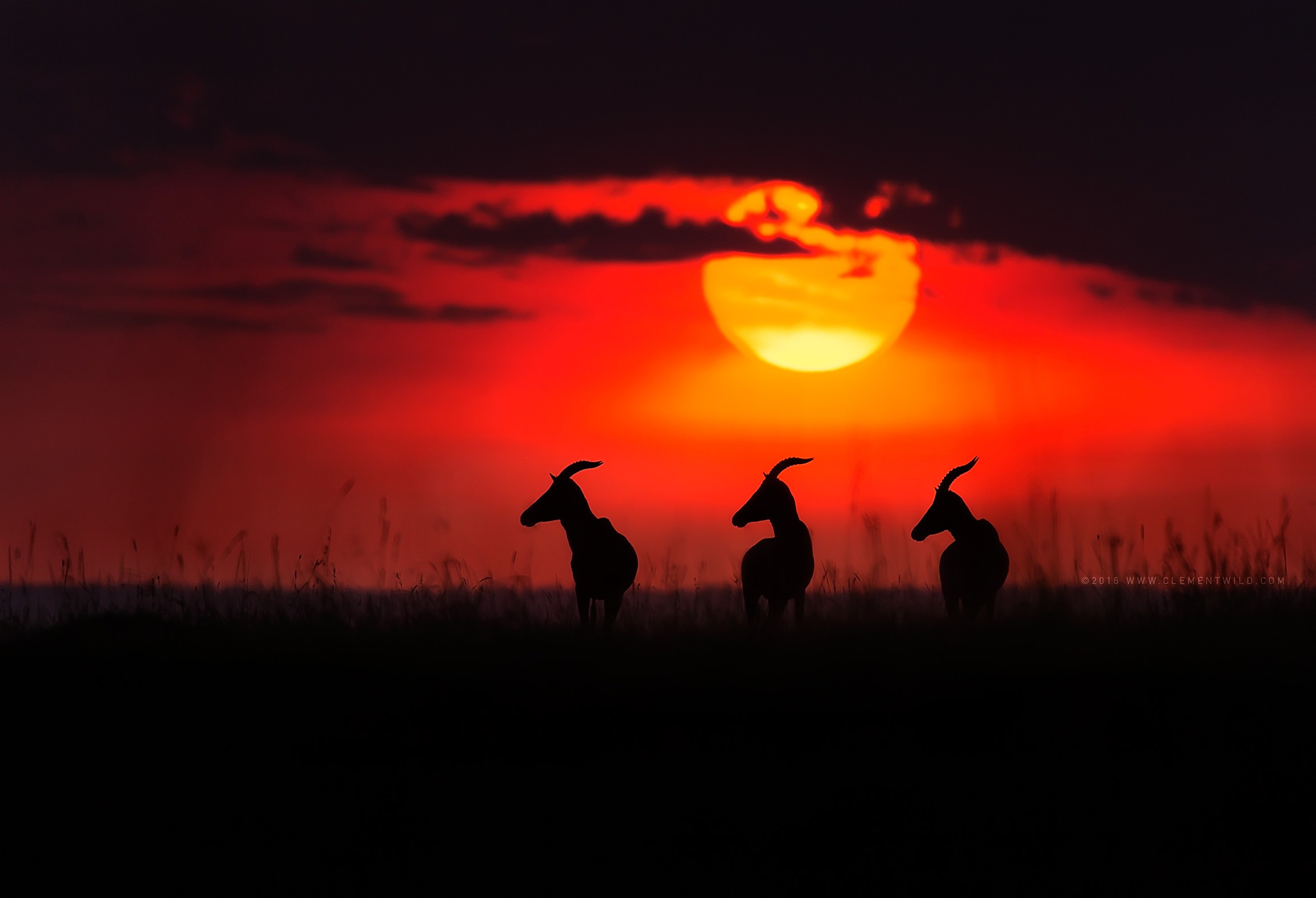 Rare Moments, Wildlife Photography, Photo Safaris, Kenya Sunset, Golden Light, Clement Wild, Clement Kiragu, Masai Mara, Nairobi, Kenya Safari