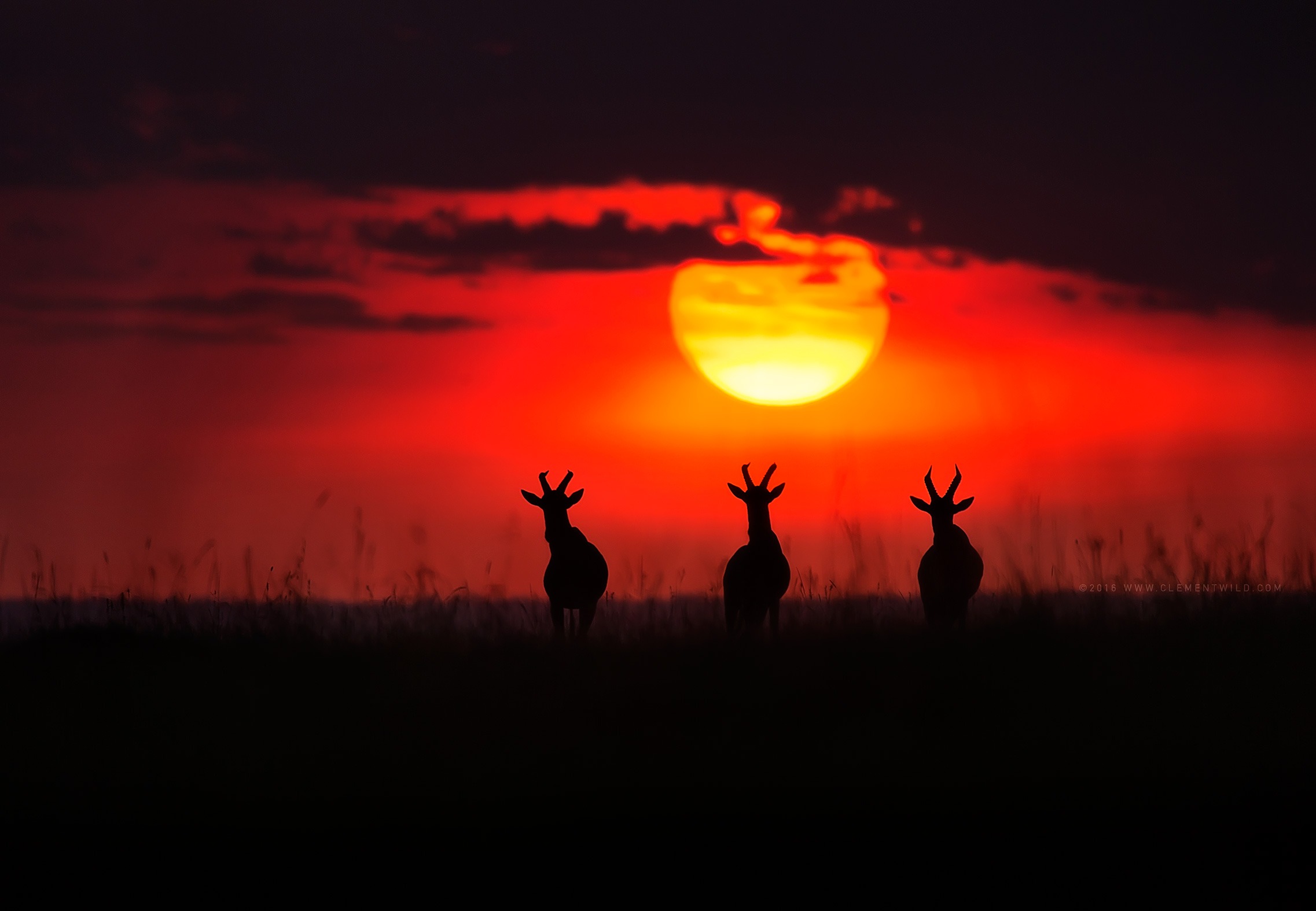 Rare Moments, Wildlife Photography, Photo Safaris, Kenya Sunset, Golden Light, Clement Wild, Clement Kiragu, Masai Mara, Nairobi, Kenya Safari