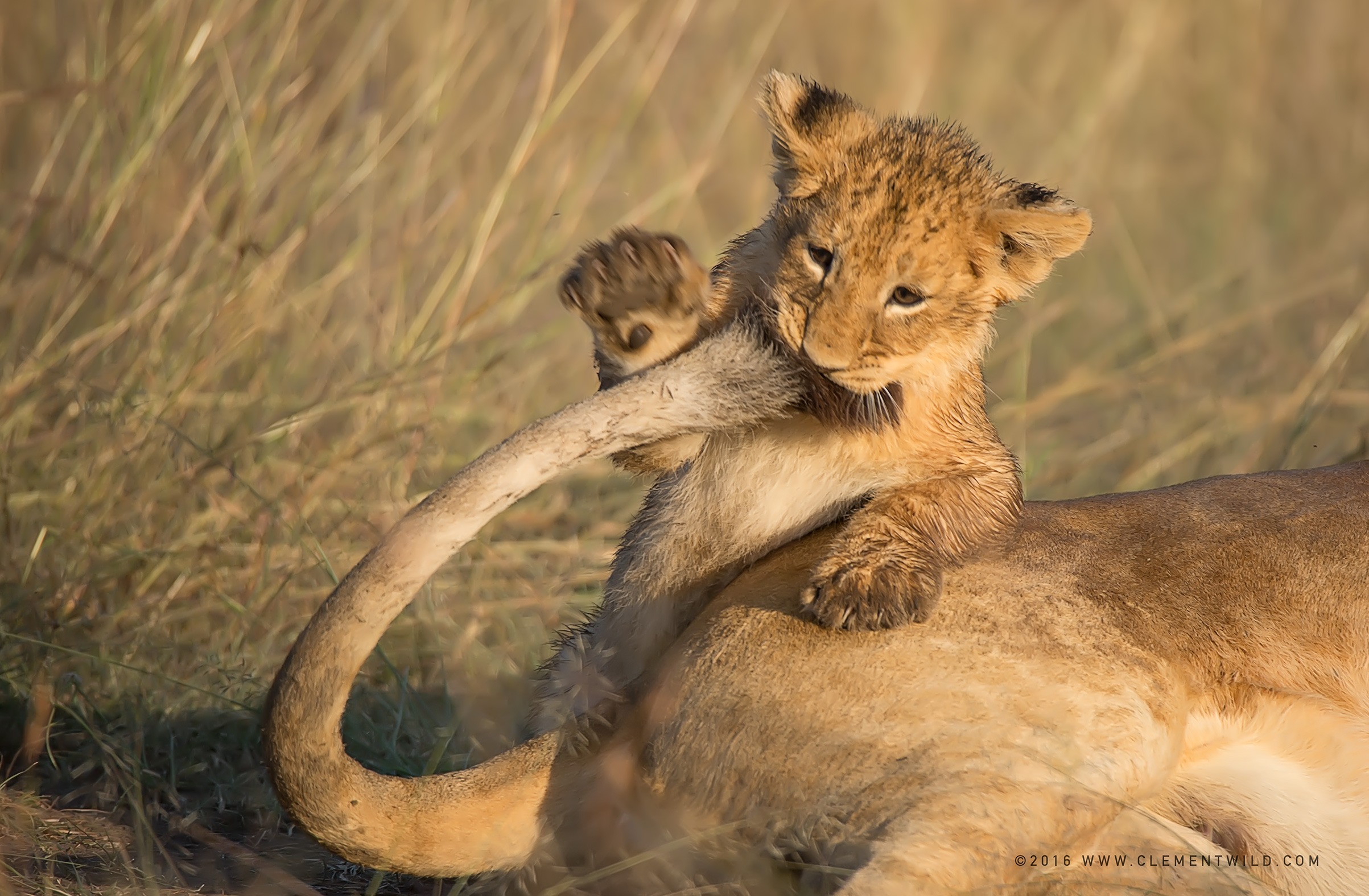 Great Wildebeest Migration, Wildlife Photography, Photographic Safaris, Clement Wild, Masai Mara