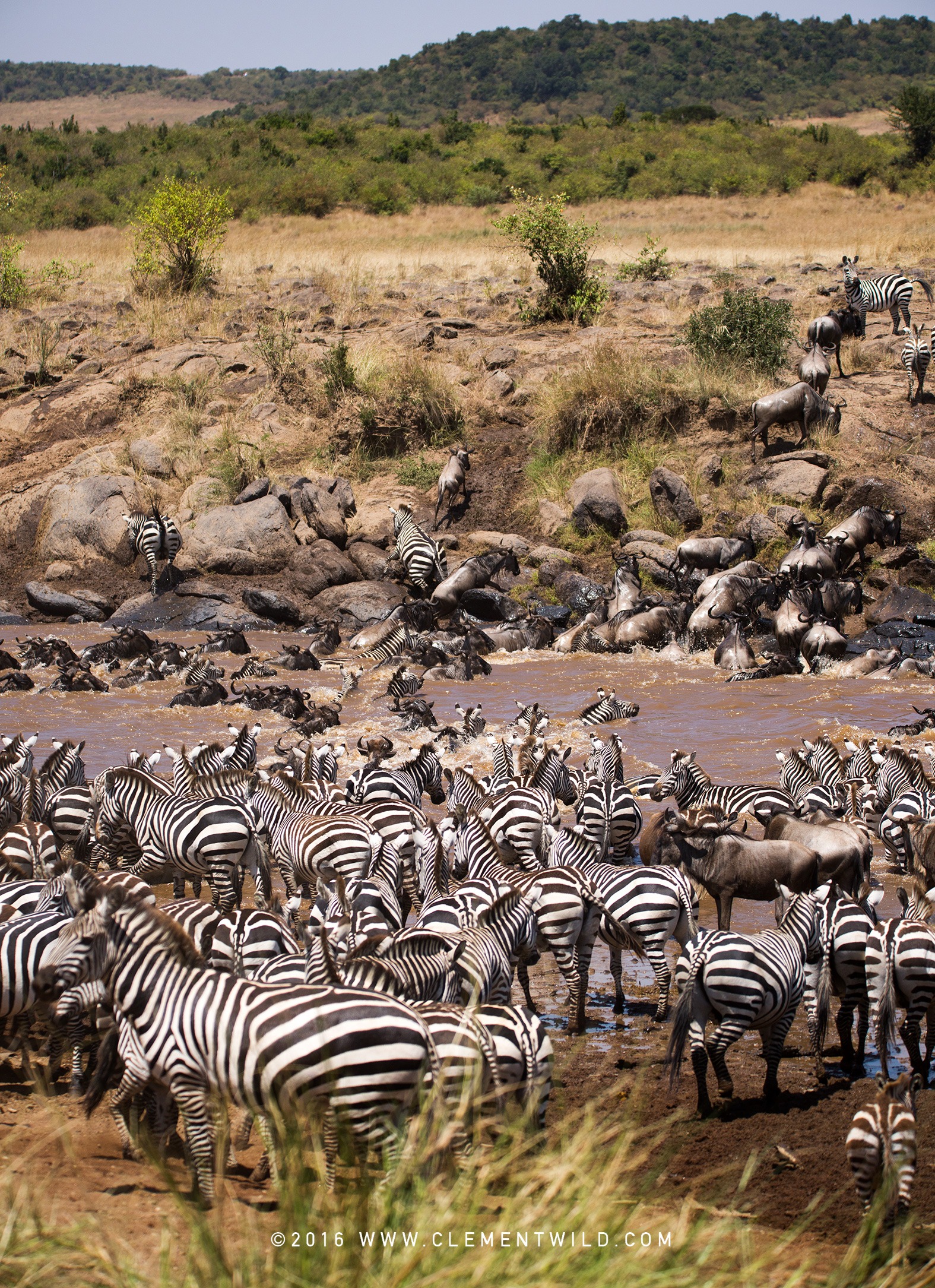 Wildlife Lovers, The Great Wildebeest Migration, Wildlife Photography, Photographic Safaris, Guided Safaris, Masai Mara, Nairobi, Kenya, Clement Wild