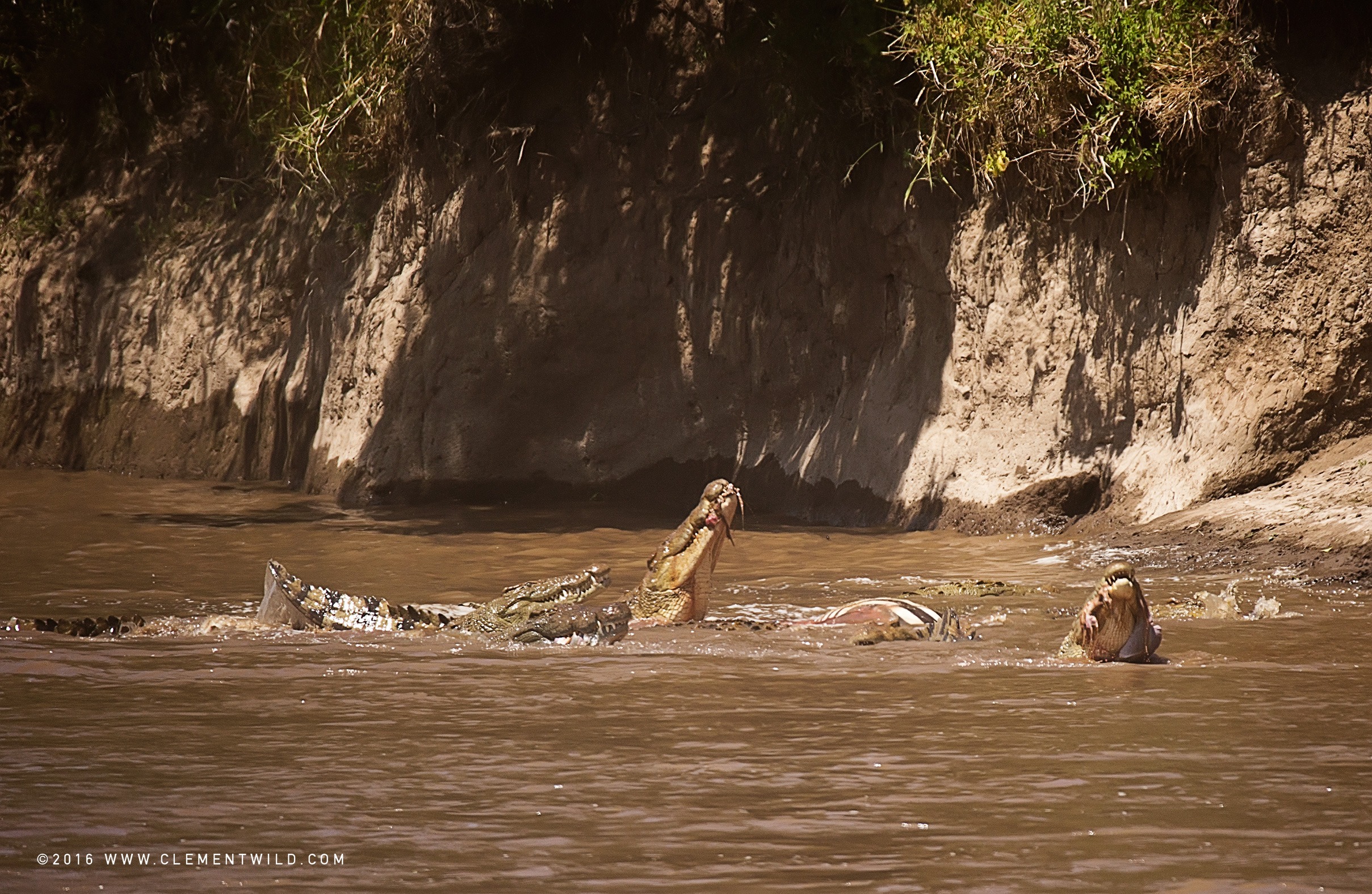 Wildlife Lovers, The Great Wildebeest Migration, Wildlife Photography, Photographic Safaris, Guided Safaris, Masai Mara, Nairobi, Kenya, Clement Wild