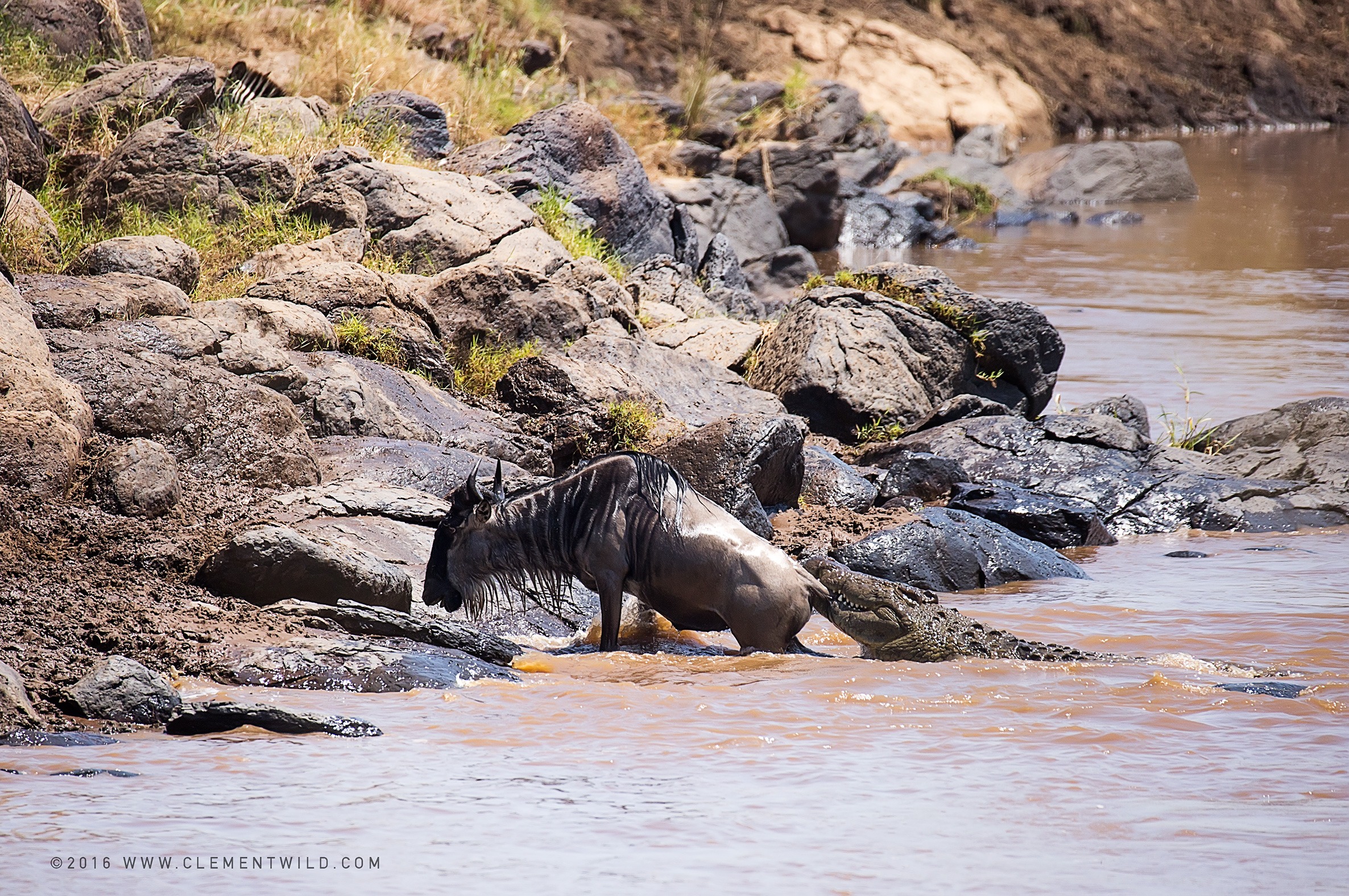 Wildlife Lovers, The Great Wildebeest Migration, Wildlife Photography, Photographic Safaris, Guided Safaris, Masai Mara, Nairobi, Kenya, Clement Wild