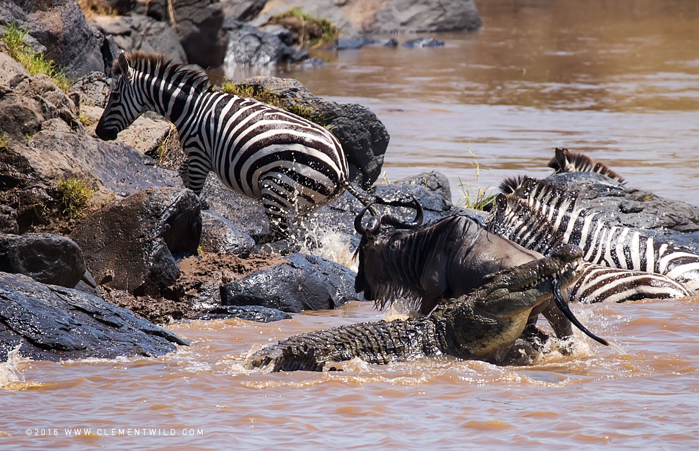 Wildlife Lovers, The Great Wildebeest Migration, Wildlife Photography, Photographic Safaris, Guided Safaris, Masai Mara, Nairobi, Kenya, Clement Wild, Zebra, Crocodile