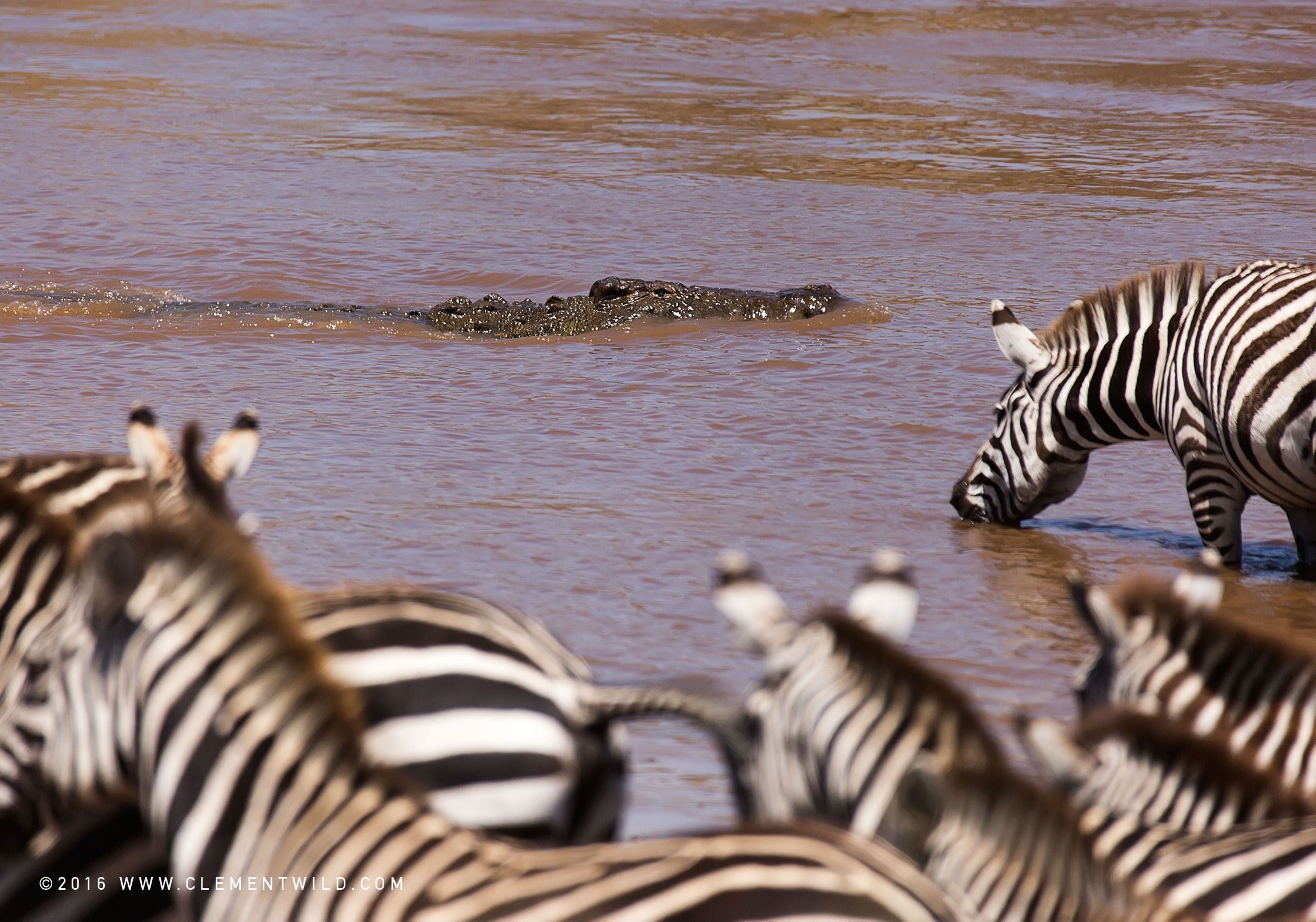 Wildlife Lovers, The Great Wildebeest Migration, Wildlife Photography, Photographic Safaris, Guided Safaris, Masai Mara, Nairobi, Kenya, Clement Wild