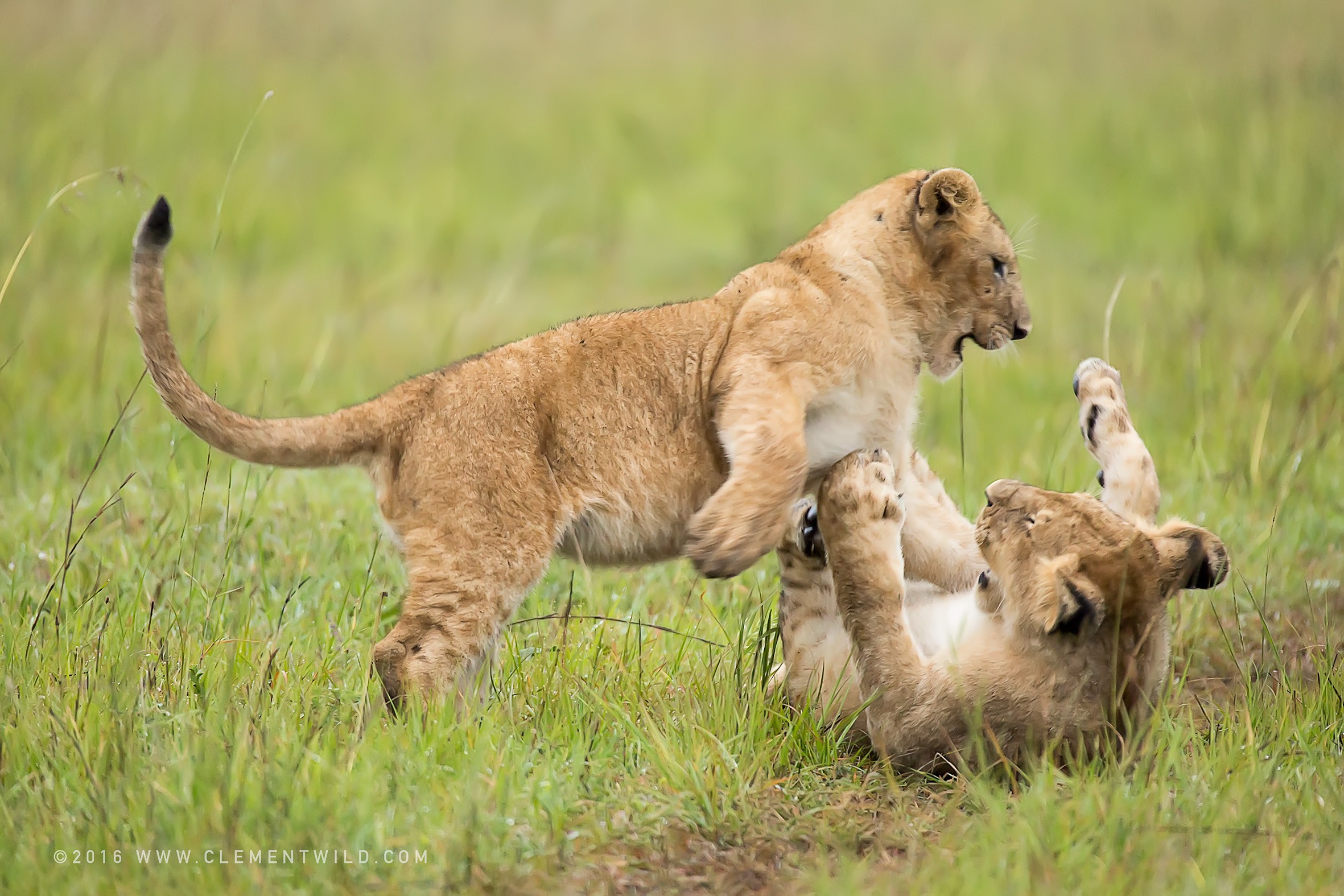 Big Cats, Lioness, Cubs, Wildlife Photography, Photographic Safaris, Clement Wild, Masai Mara