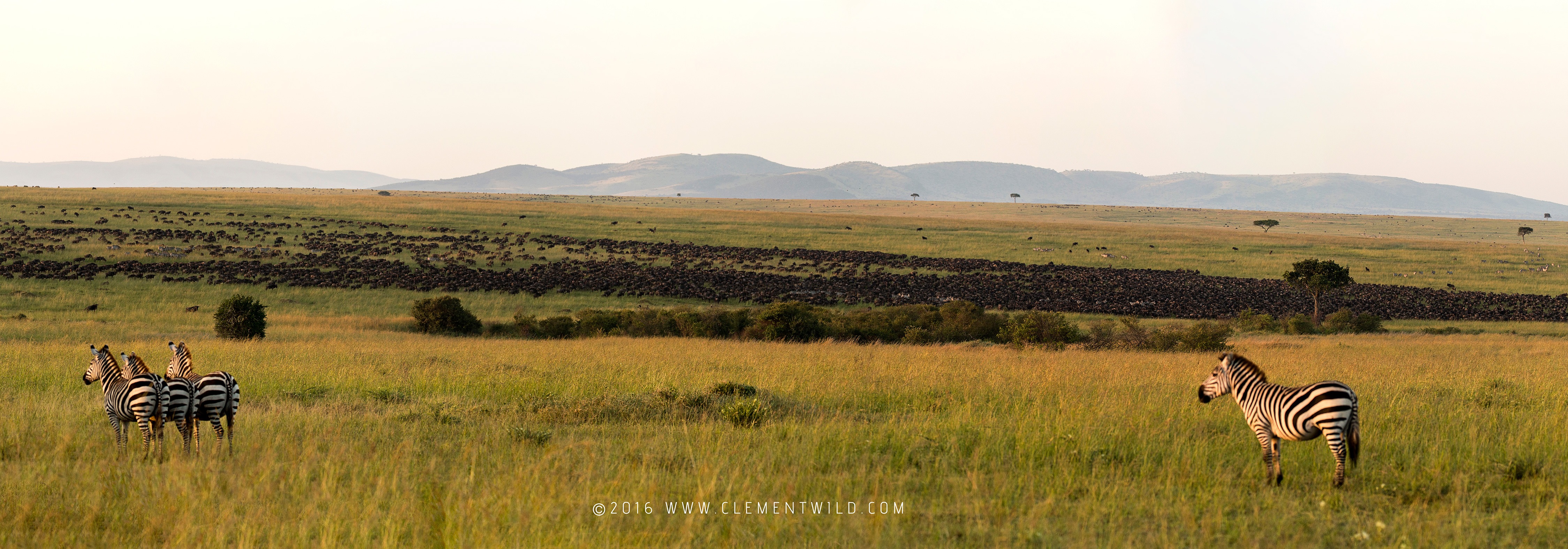 Herds-Panorama Great Wildebeest Migration, Wildlife Photography, Photographic Safaris, Clement Wild, Masai Mara