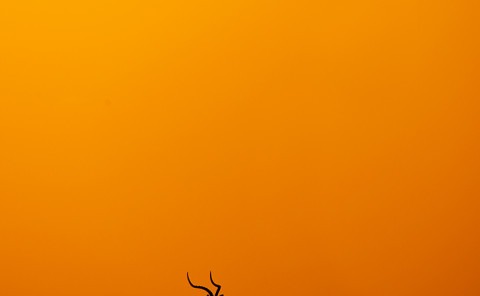 Silhouette of an Impala in Maasai mara as captured by wildlife photographer Clement Wild
