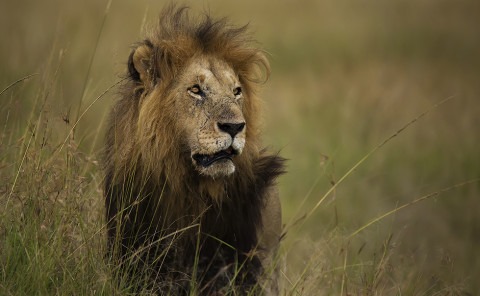 Notch II the lion in beautiful Maasai Mara as captured by Clement Wild