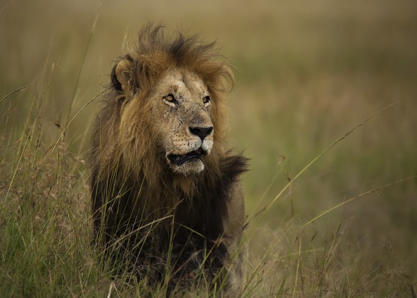 Notch II the lion in beautiful Maasai Mara as captured by Clement Wild