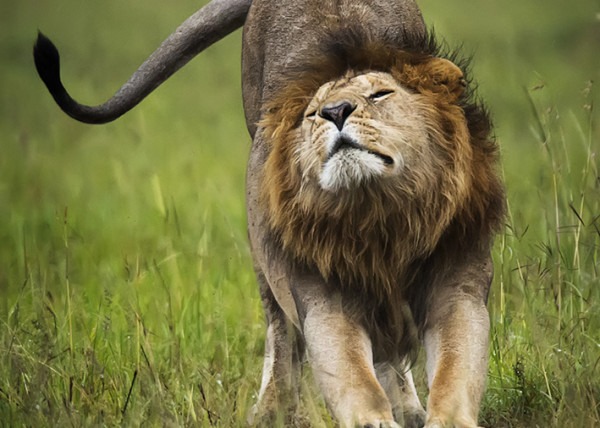 Male Lion stretching with a beautiful bokeh green background