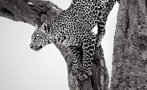 Black and white of a leopard on a tree looking at prey as captured by wildlife photographer ClementWild on his photo safari