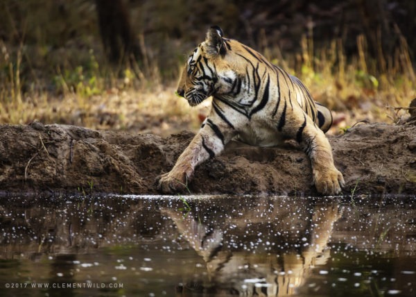 Tiger reflection in Bandhavgarh National Park India as captured by wildlife photographer ClementWild on his photo safari