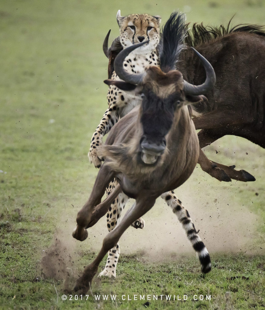 Big Cats, Wildlife Photography, Photo Safaris, Cheetahs, Masai Mara, Nairobi, Kenya, Africa, Clement Kiragu, Clement Wild