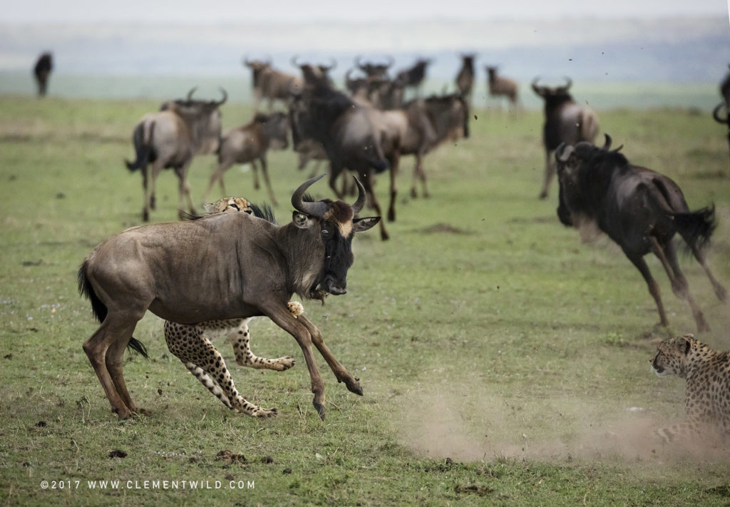 Big Cats, Wildlife Photography, Photo Safaris, Cheetahs, Masai Mara, Nairobi, Kenya, Africa, Clement Kiragu, Clement Wild