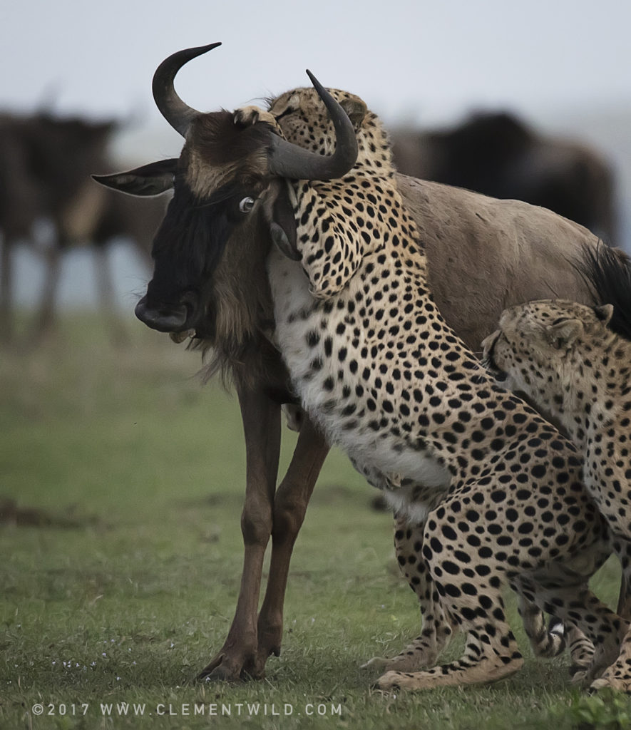 Big Cats, Wildlife Photography, Photo Safaris, Cheetahs, Masai Mara, Nairobi, Kenya, Africa, Clement Kiragu, Clement Wild