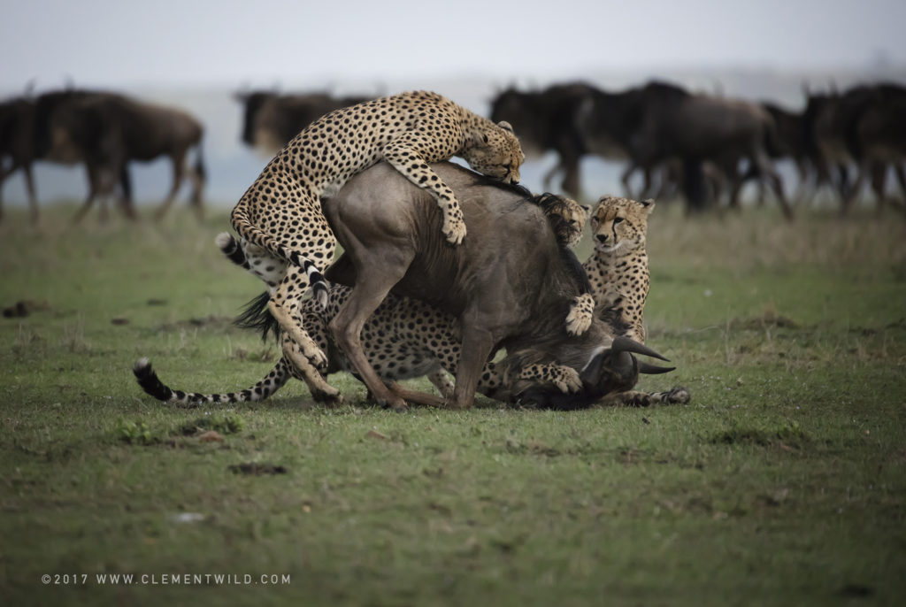 Big Cats, Wildlife Photography, Photo Safaris, Cheetahs, Masai Mara, Nairobi, Kenya, Africa, Clement Kiragu, Clement Wild